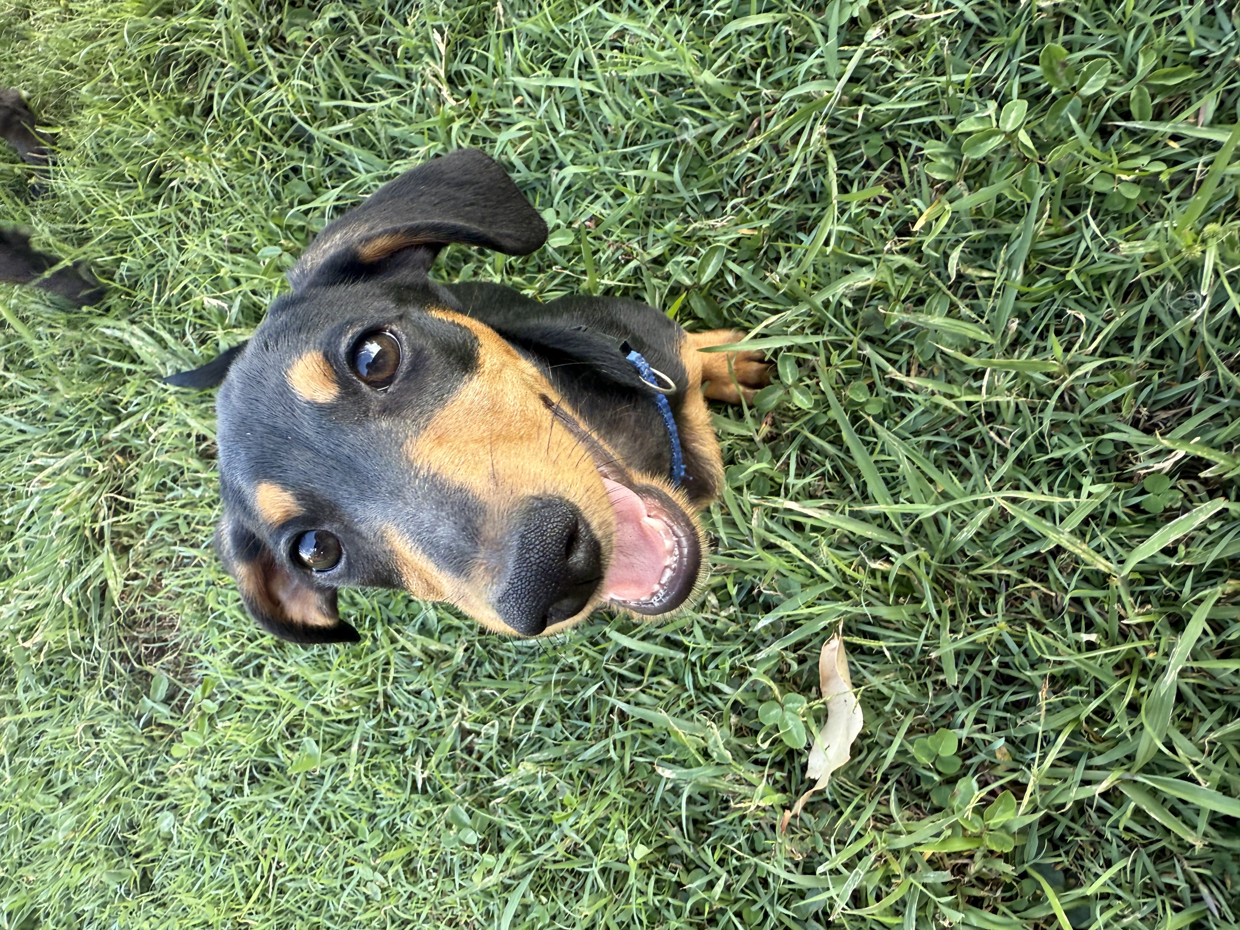 Miniature Dachshund – Hervey Bay