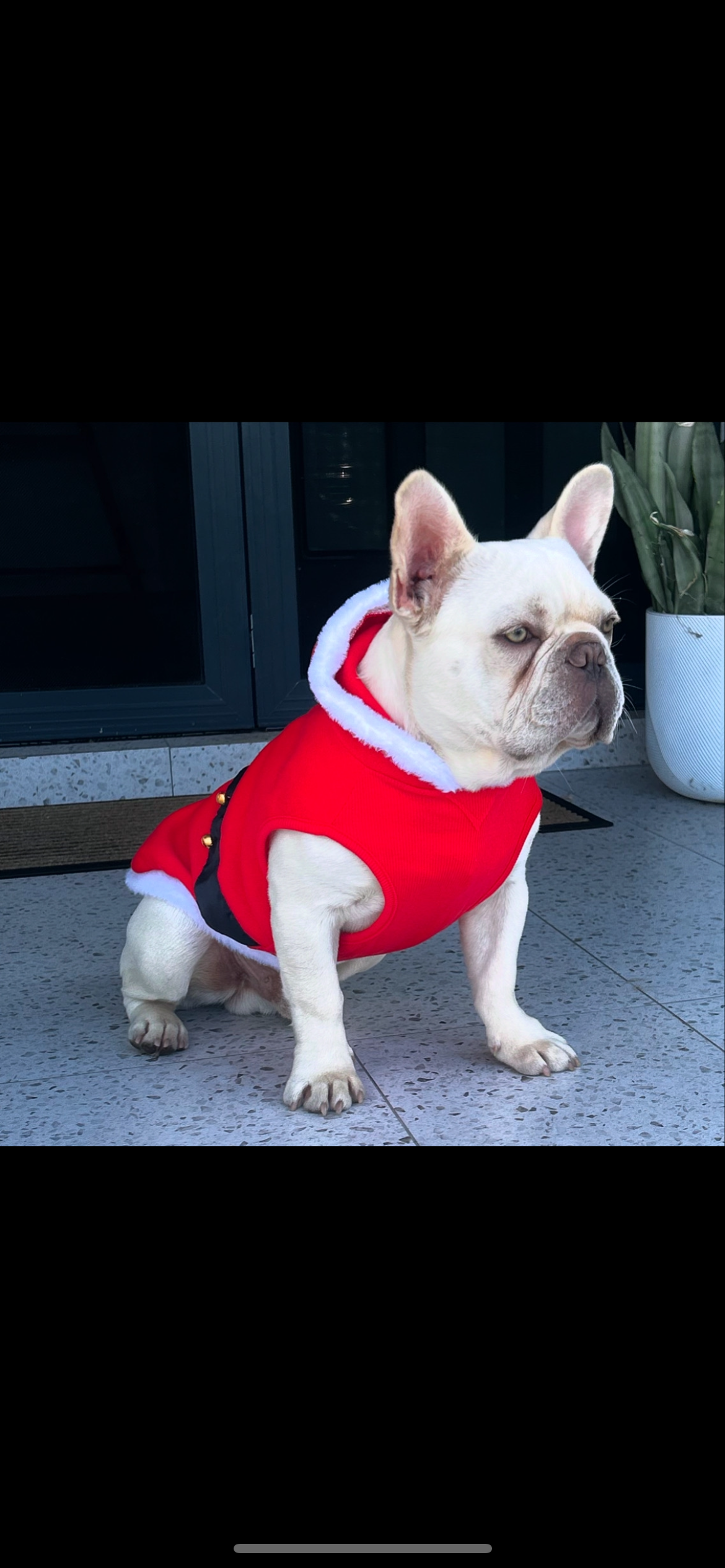 French Bulldog – Darch