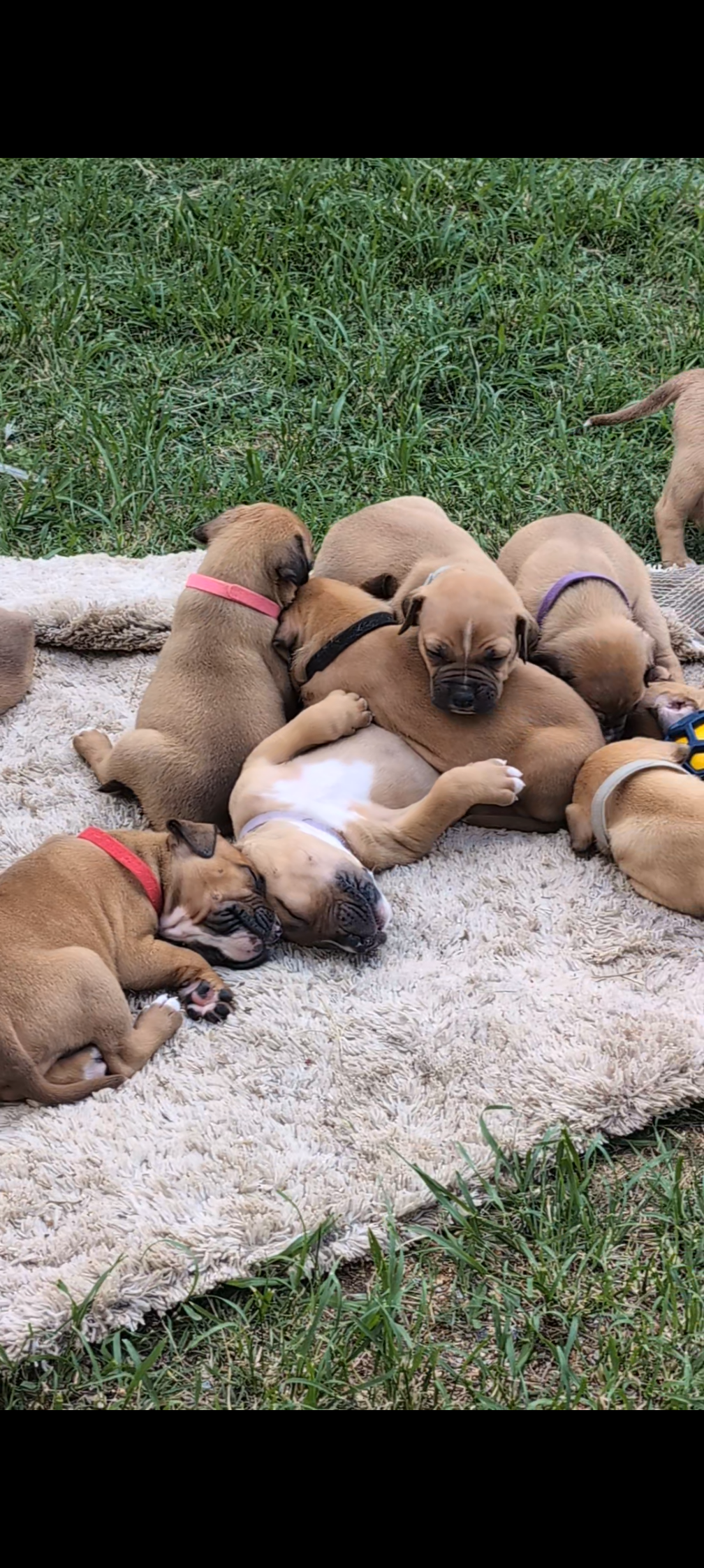 Other Dogs – Gladstone Central