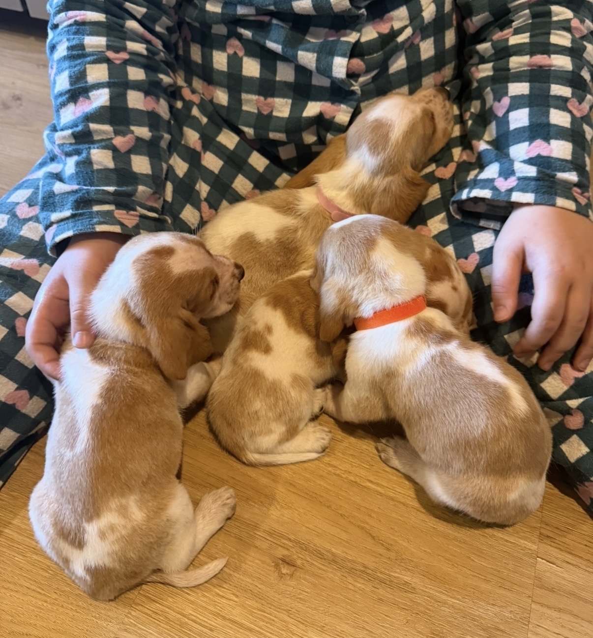 Dogs – Branxton