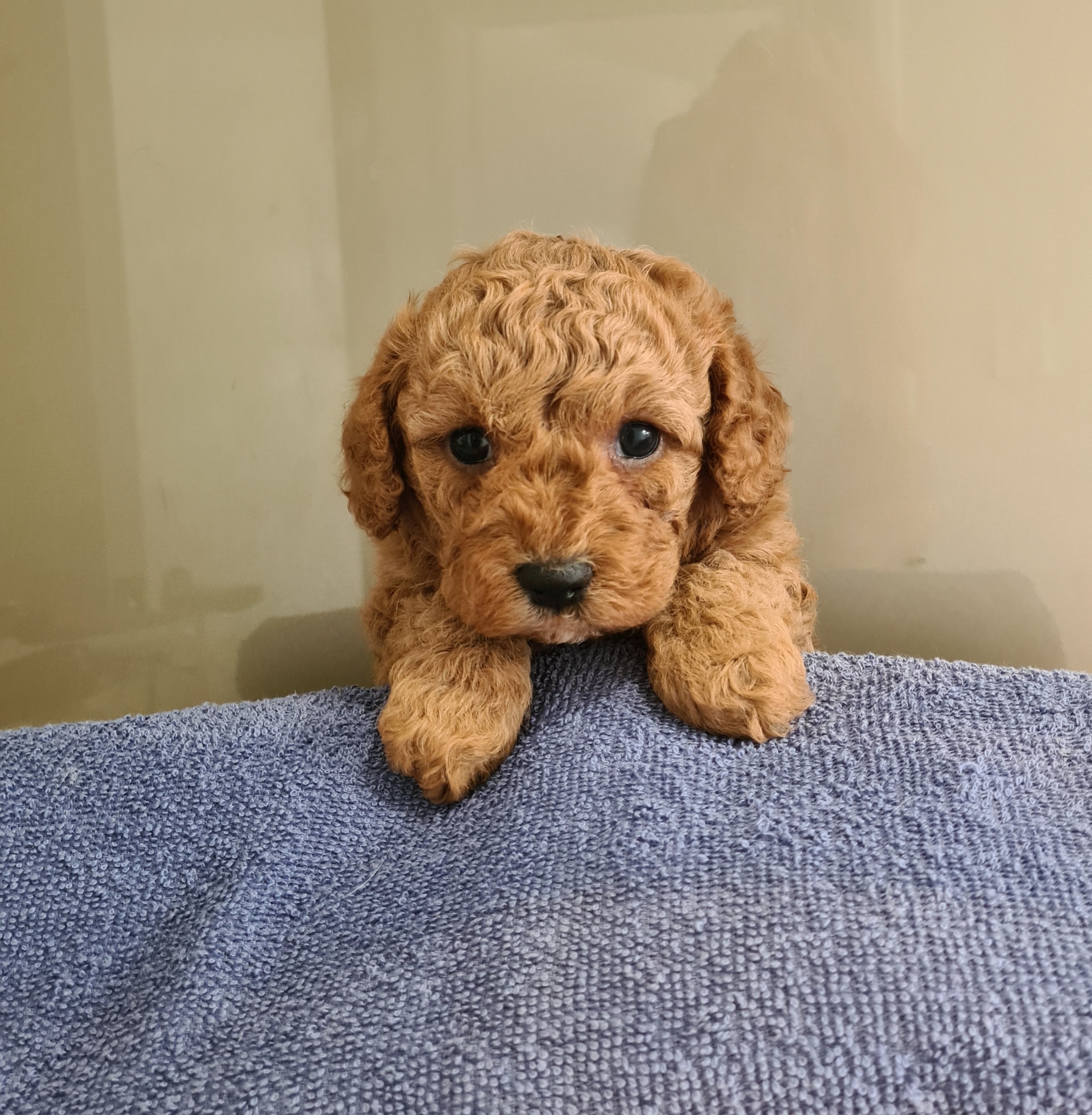 Toy Cavoodle x Toy Shoodle Puppies