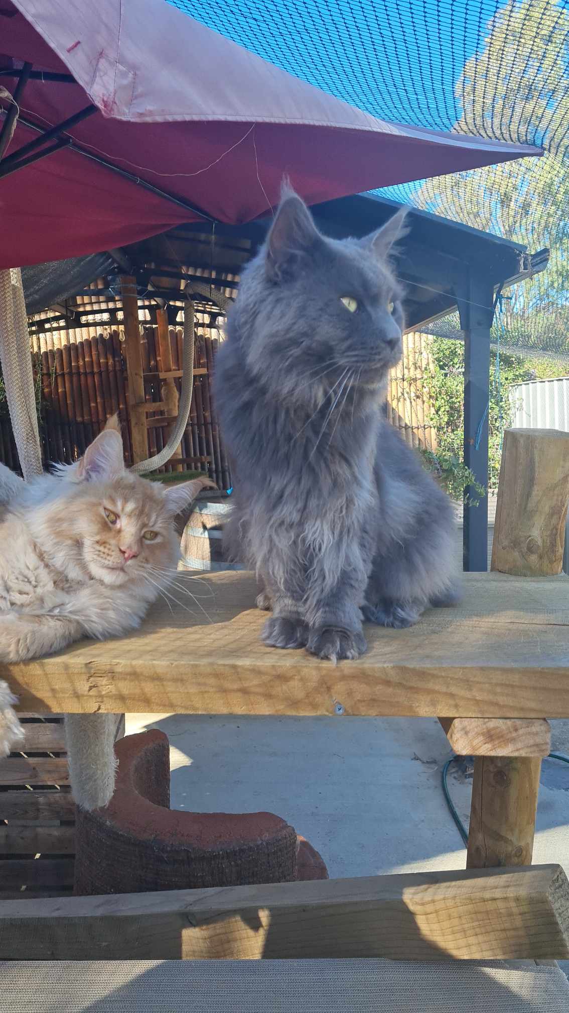 Maine Coons