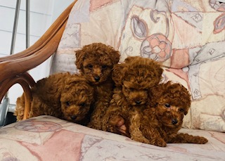 Toy Poodle – Stockton