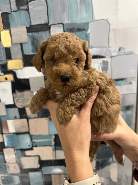 Dogs – Sedgwick