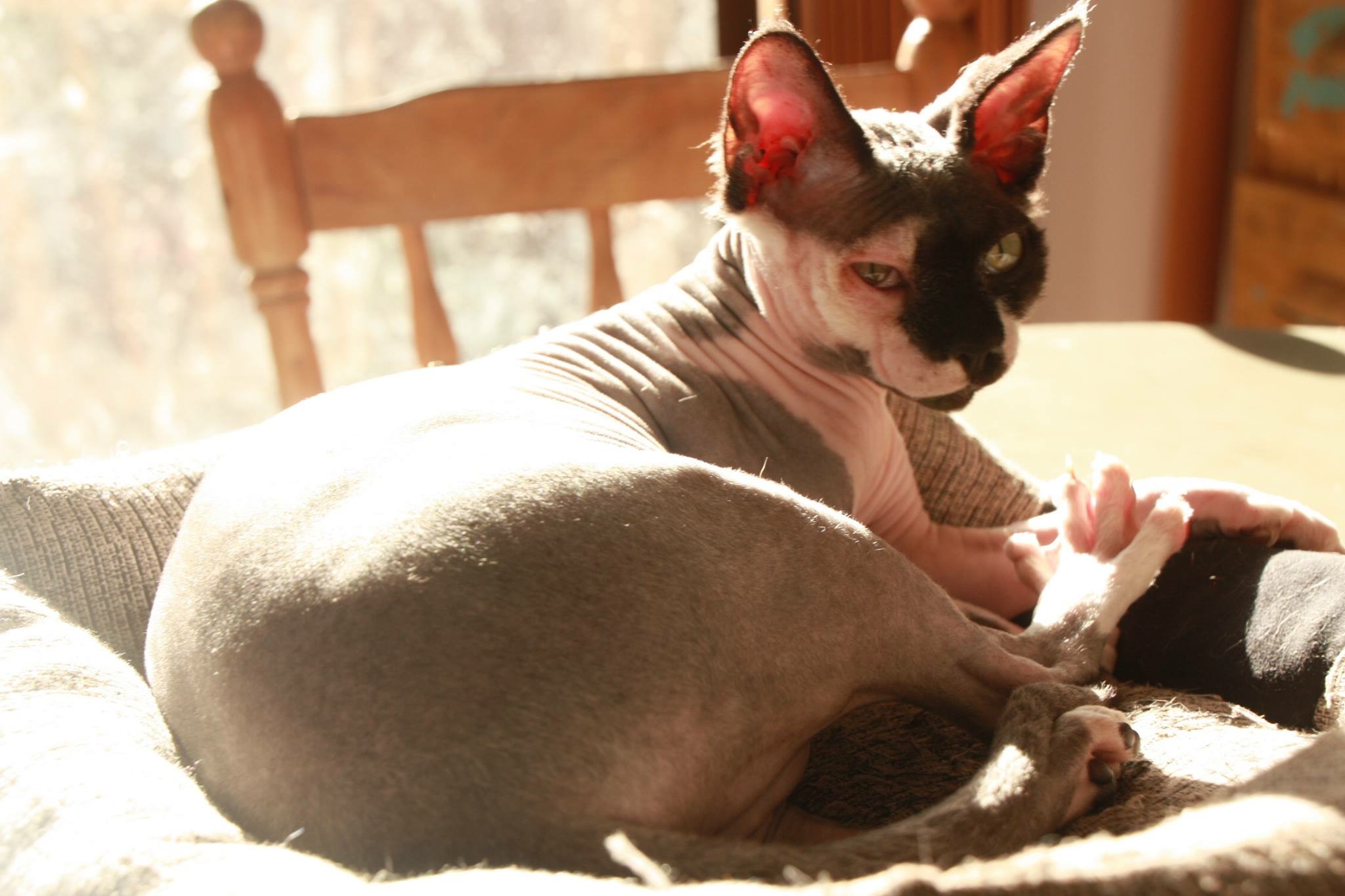 Sphynx and your Average beautiful cat