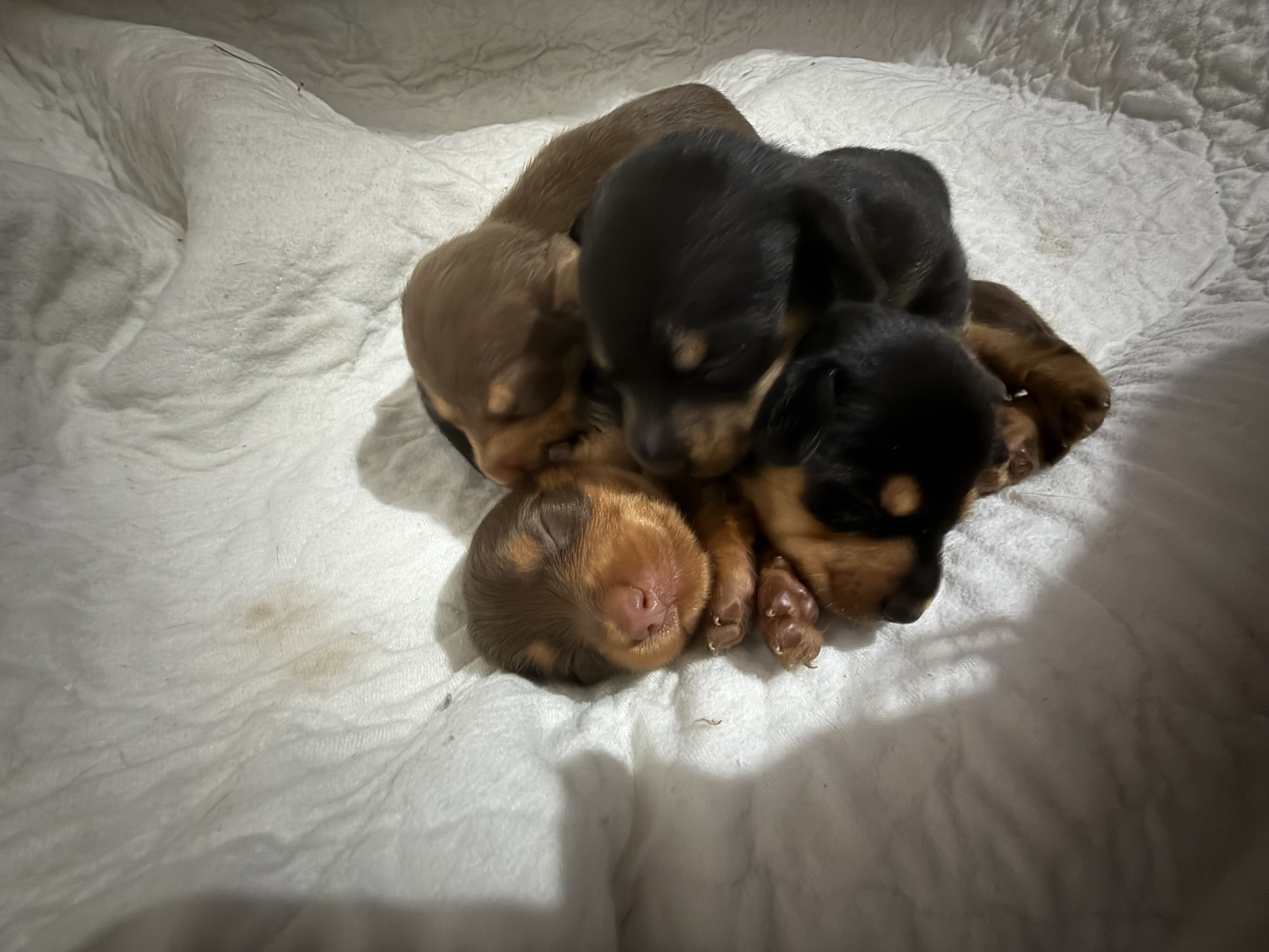 Miniature Dachshund – Hervey Ba