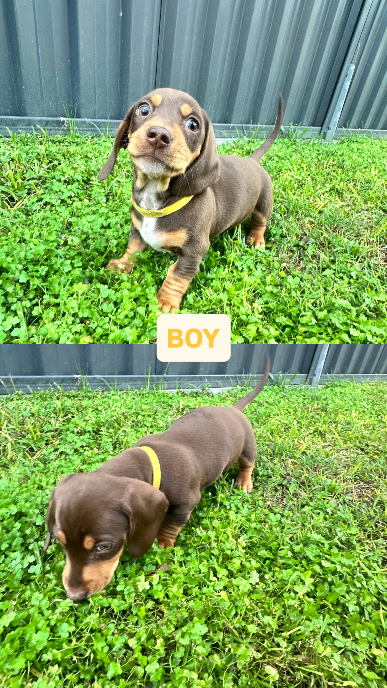 Dachshund – Narangba