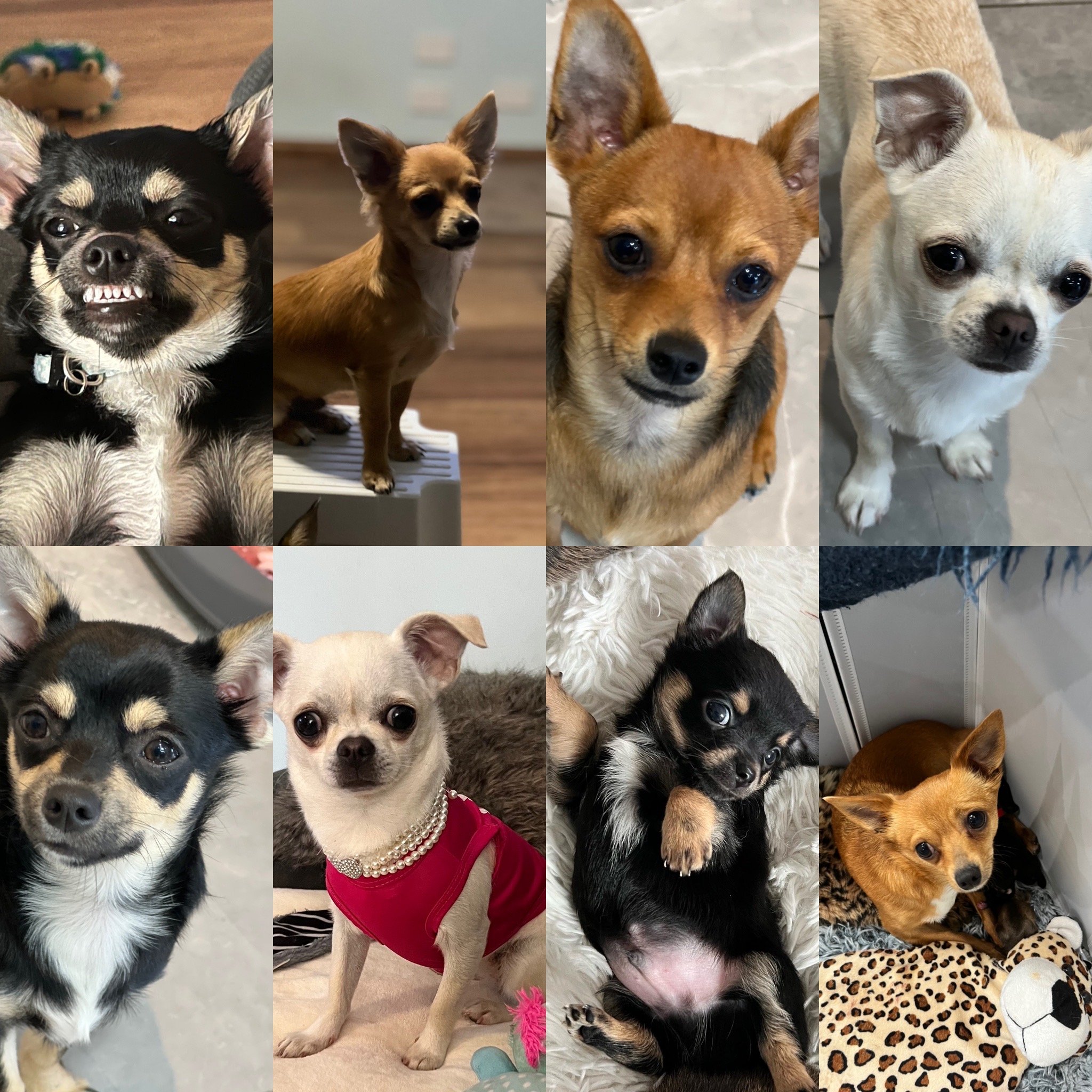 Chihuahuas