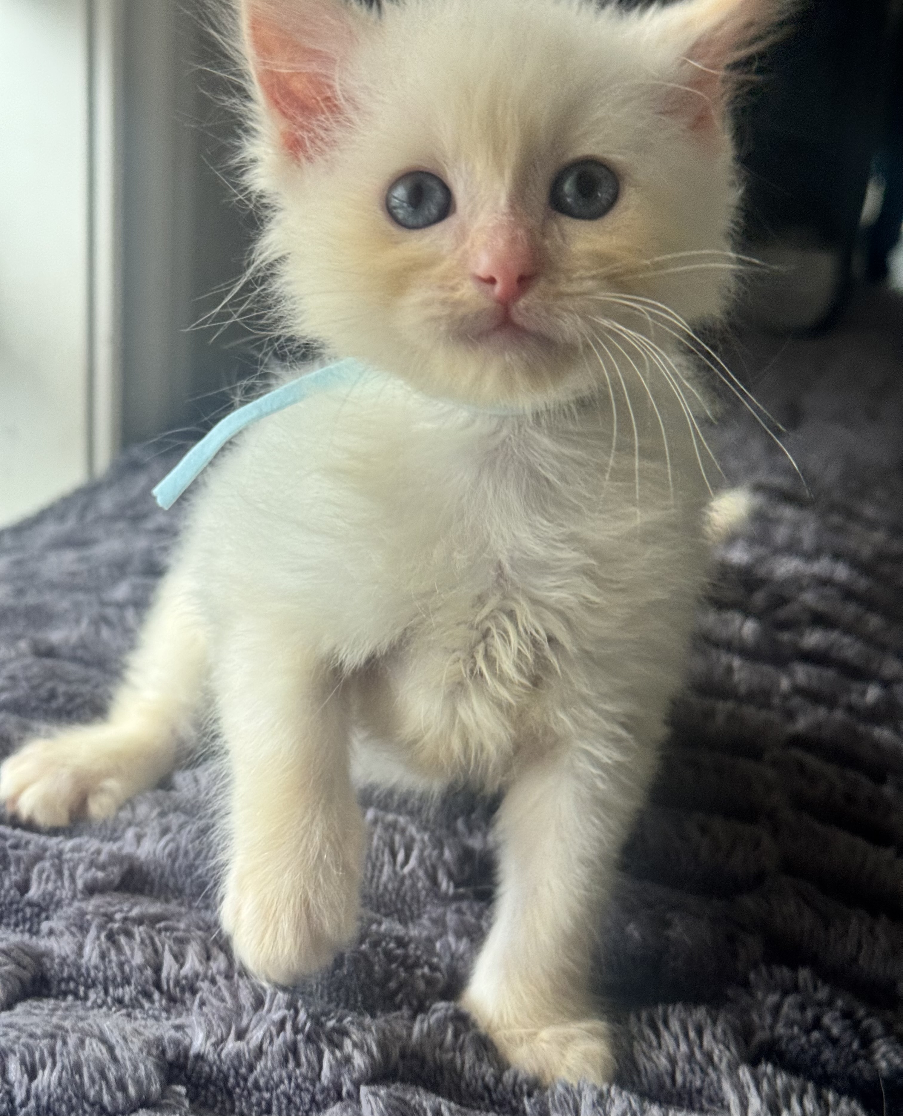 Ragdoll – Craigieburn