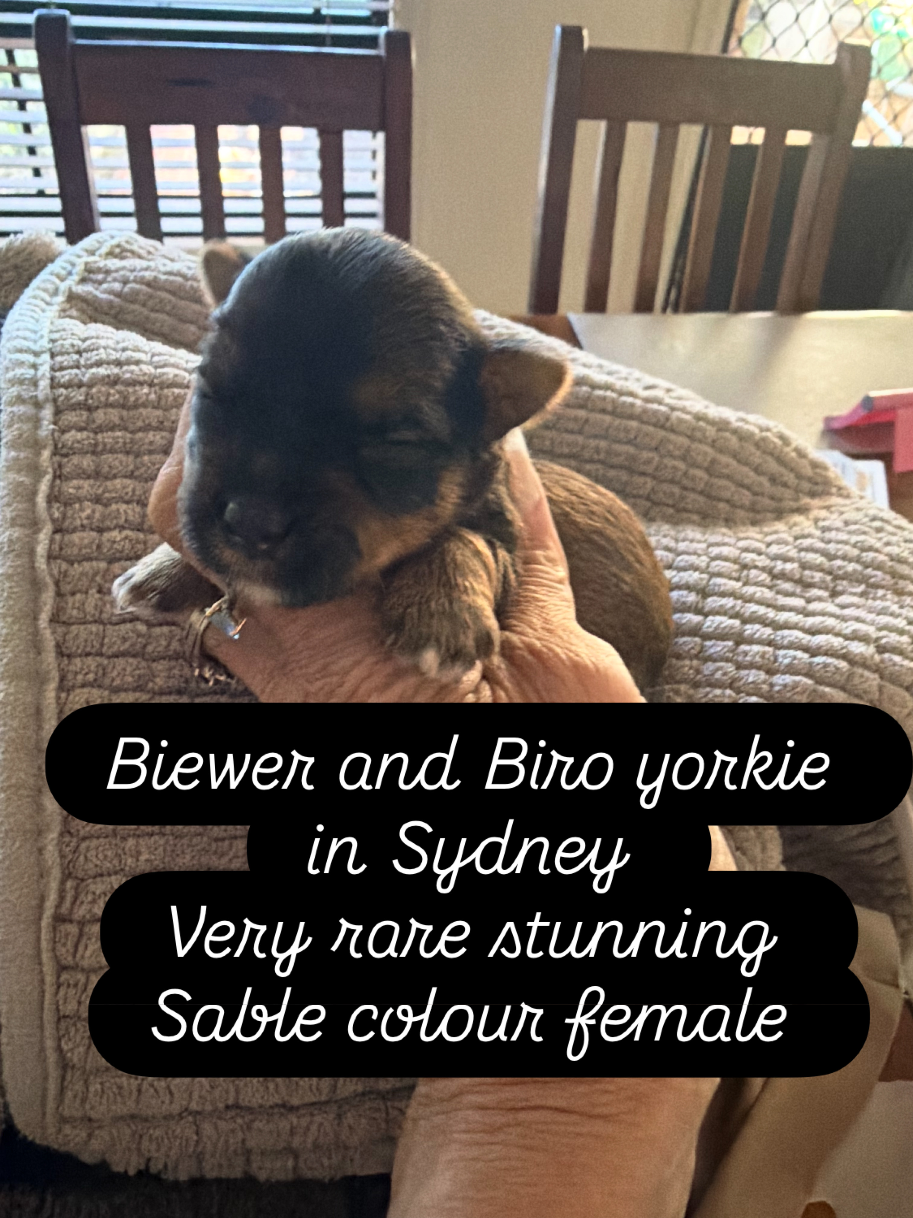 Yorkshire Terrier – Rooty Hill