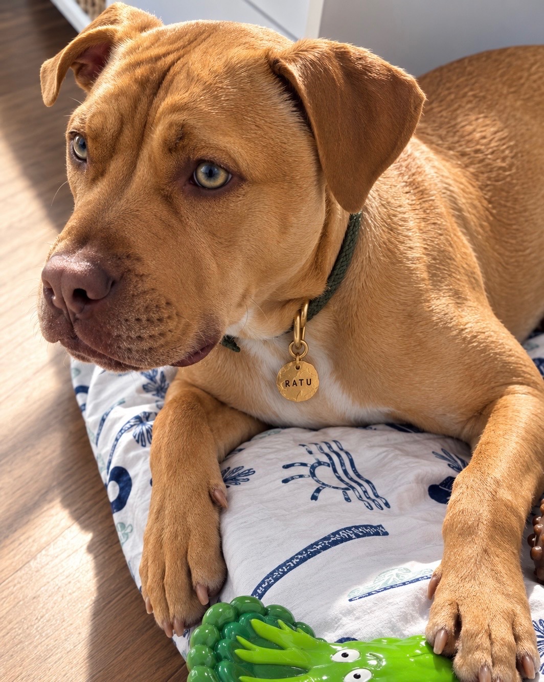 American Staffordshire Bull Terrier – Bilambil Heights