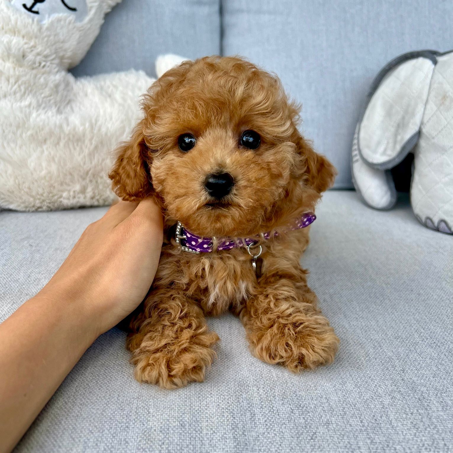 Male mini cavoodle puppy ready now!