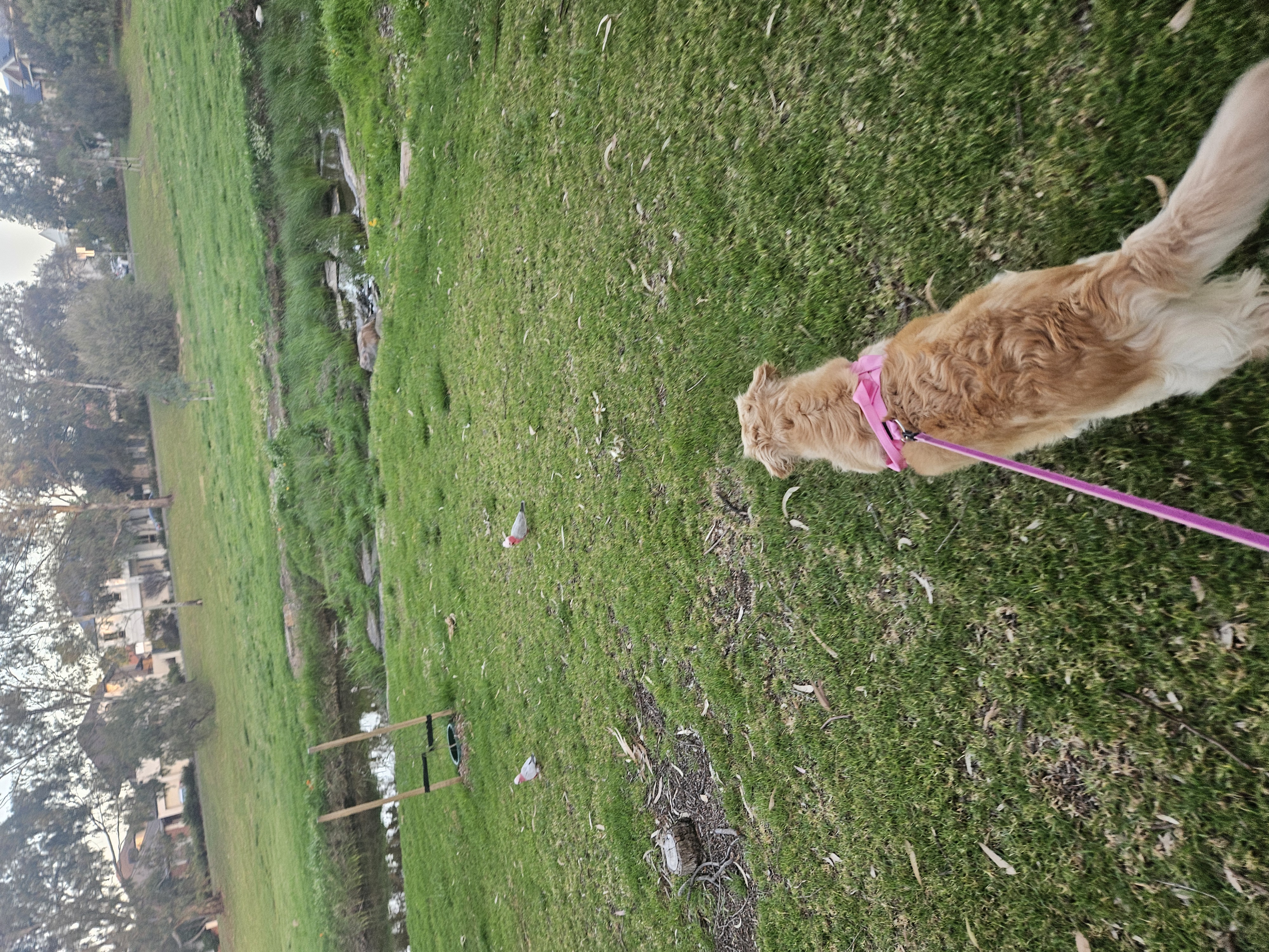 Golden Retriever – Mawson Lakes