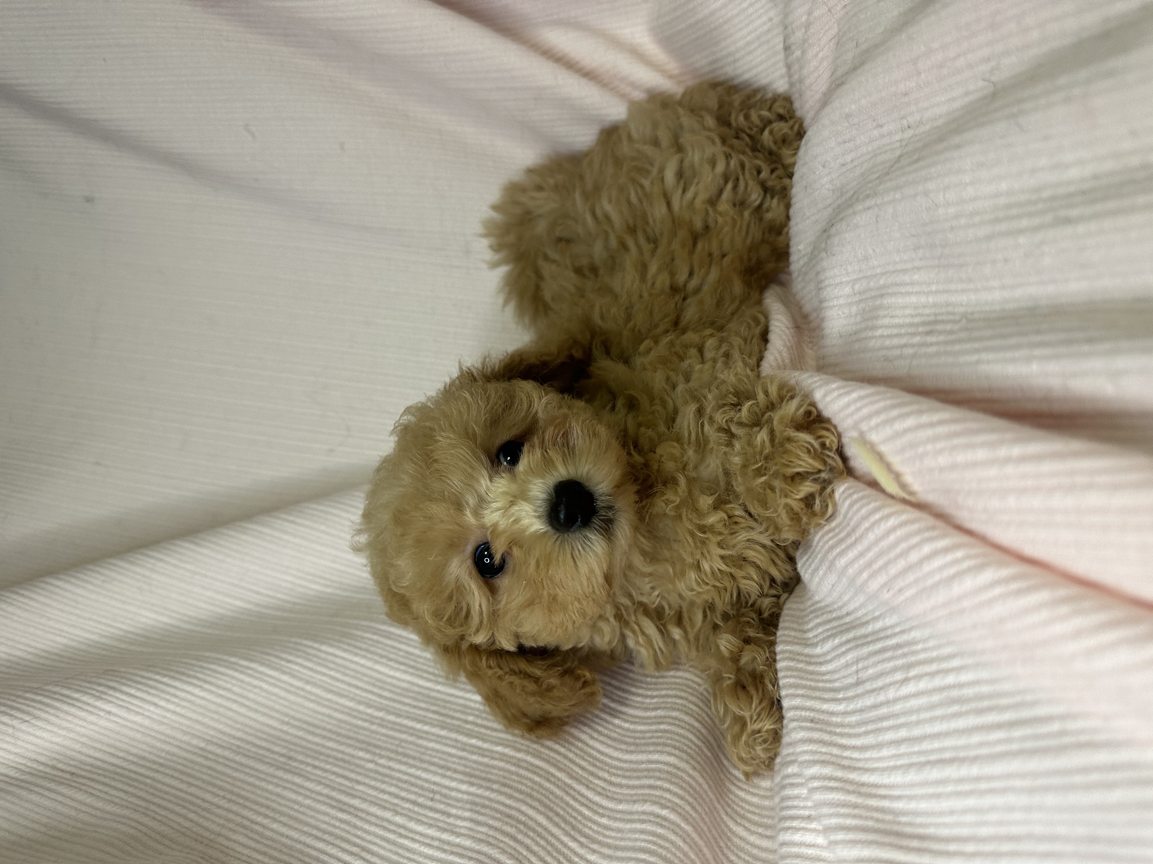 Poodle Mini – Oakleigh