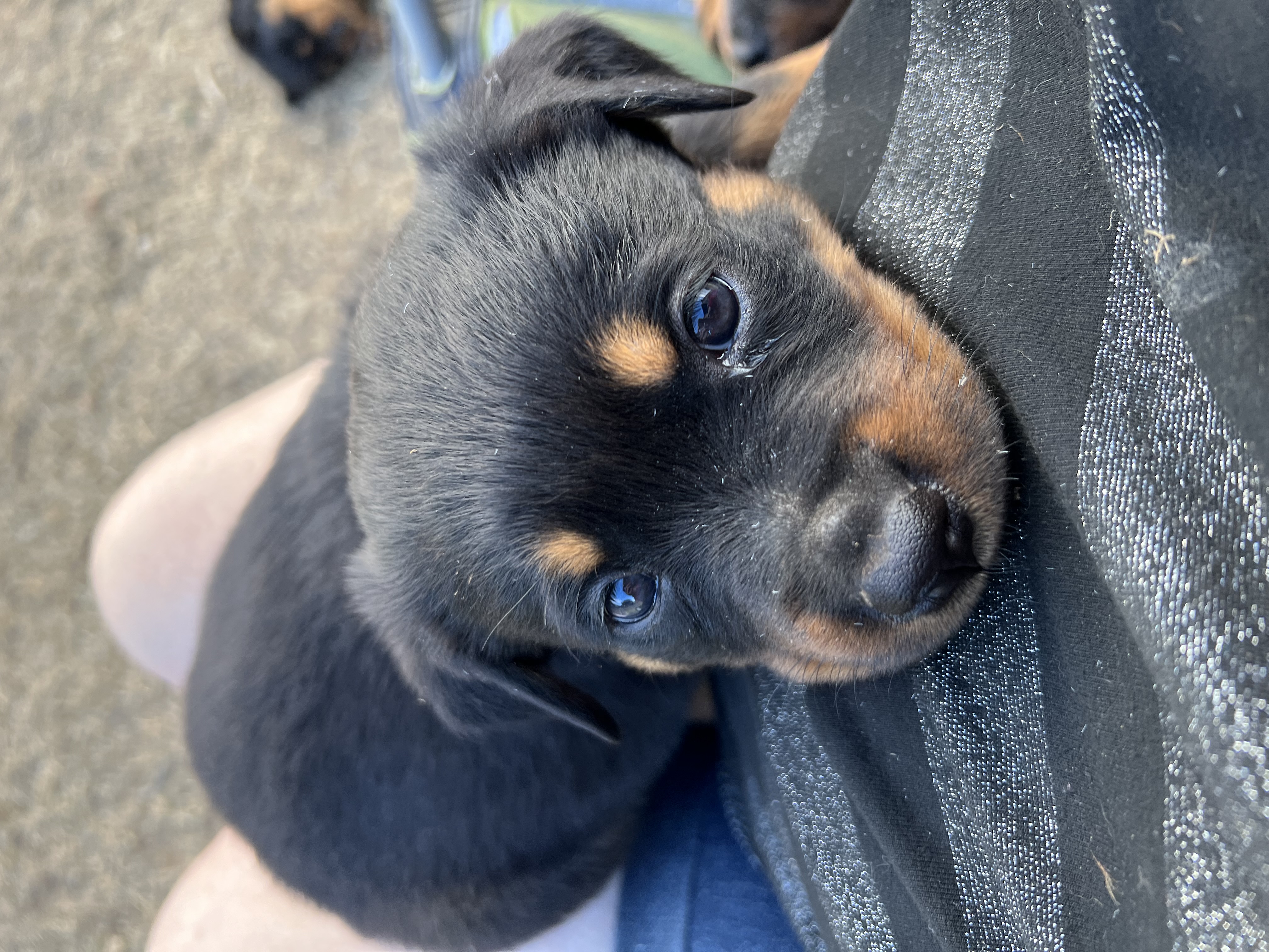 Rottweiler – 2 female pups looking for their forever home