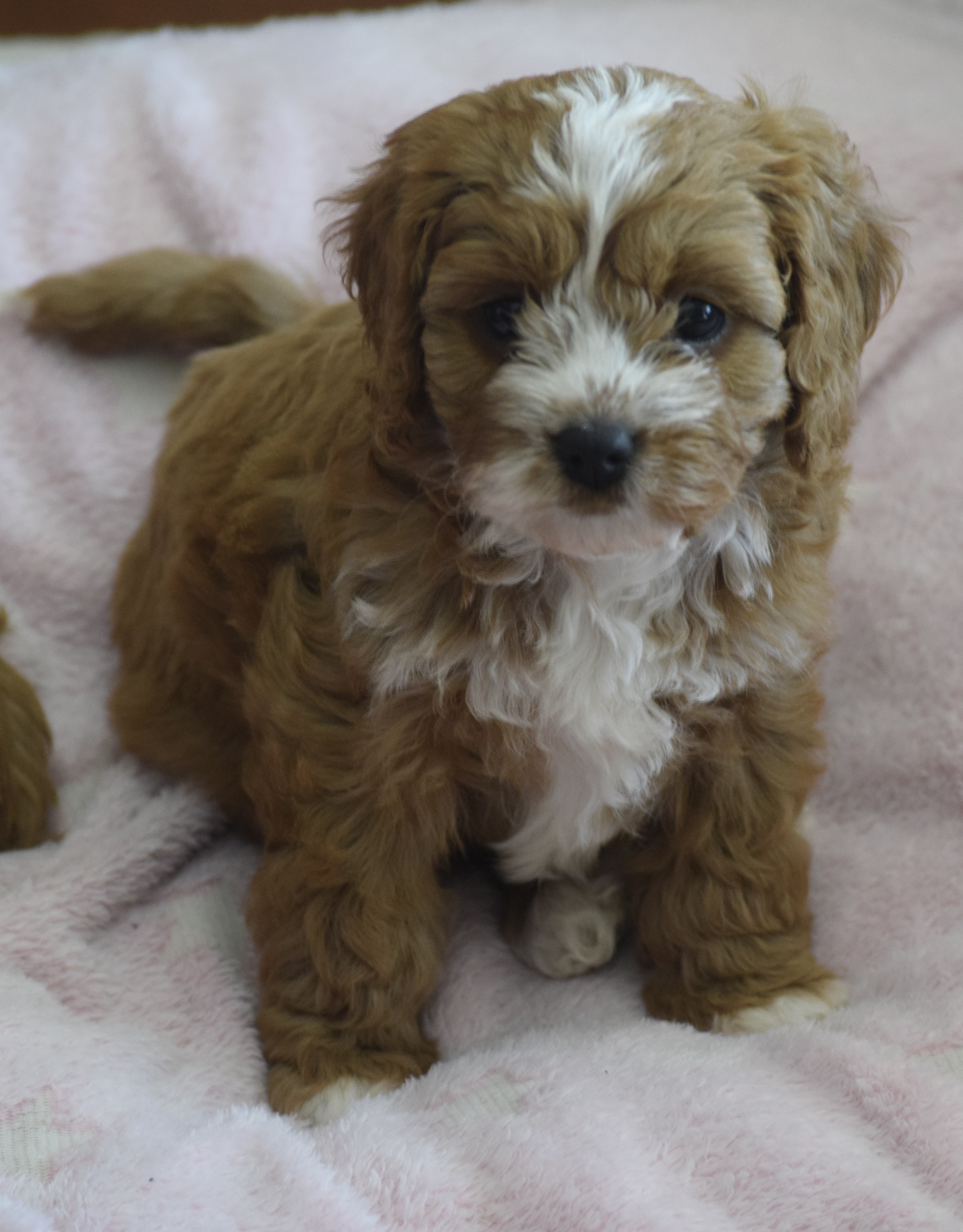 Dogs – Port Kennedy
