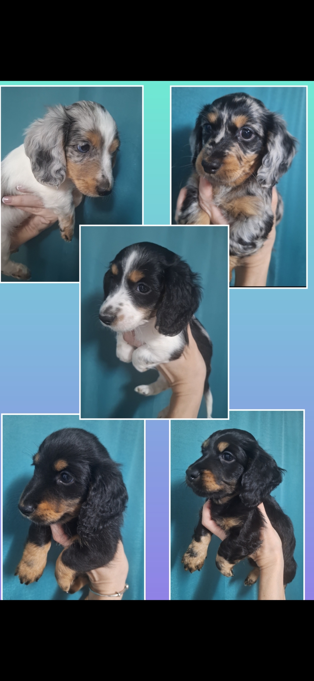 Dachshund – Brisbane