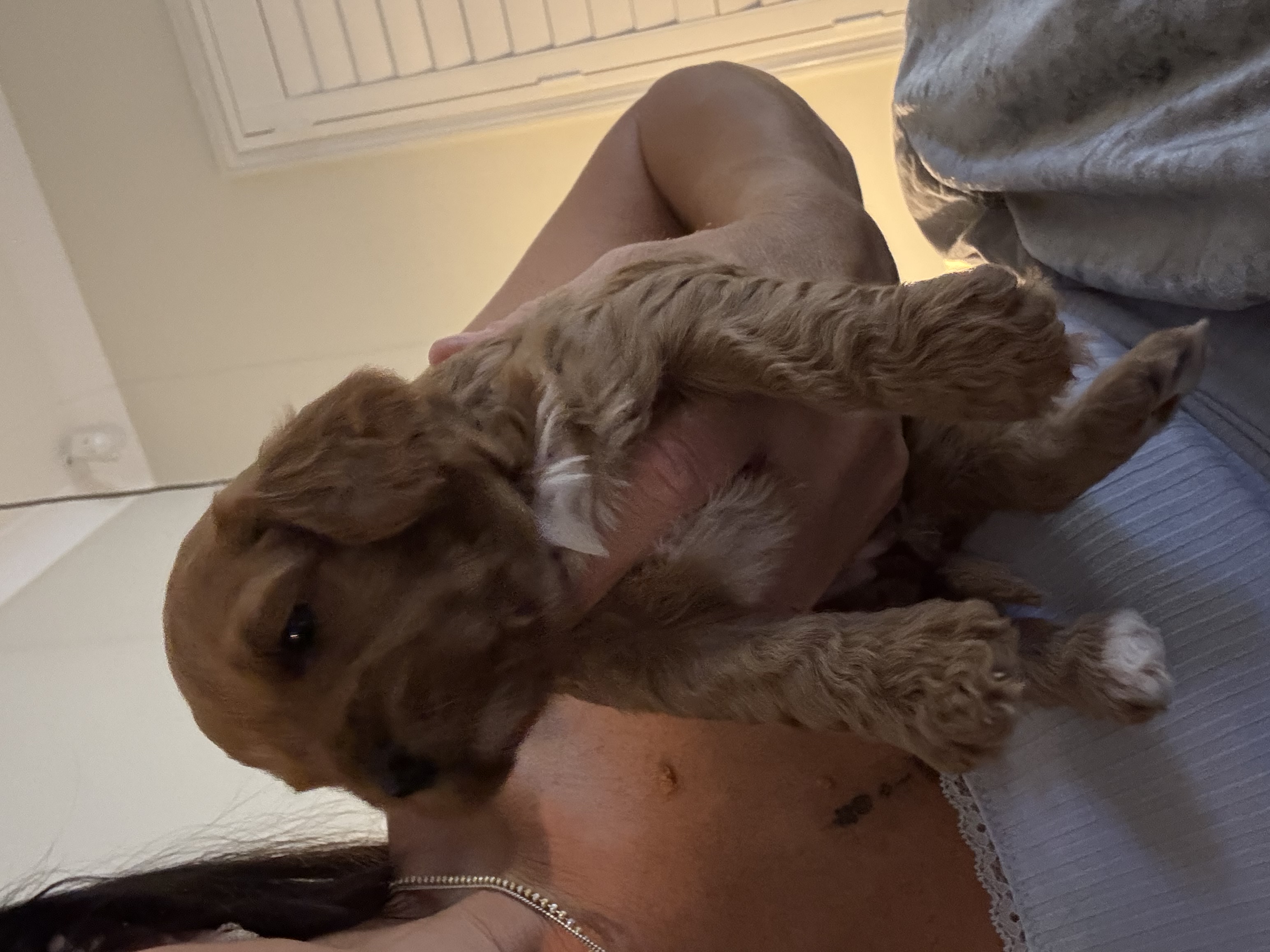 Toy Cavoodle – Sydney