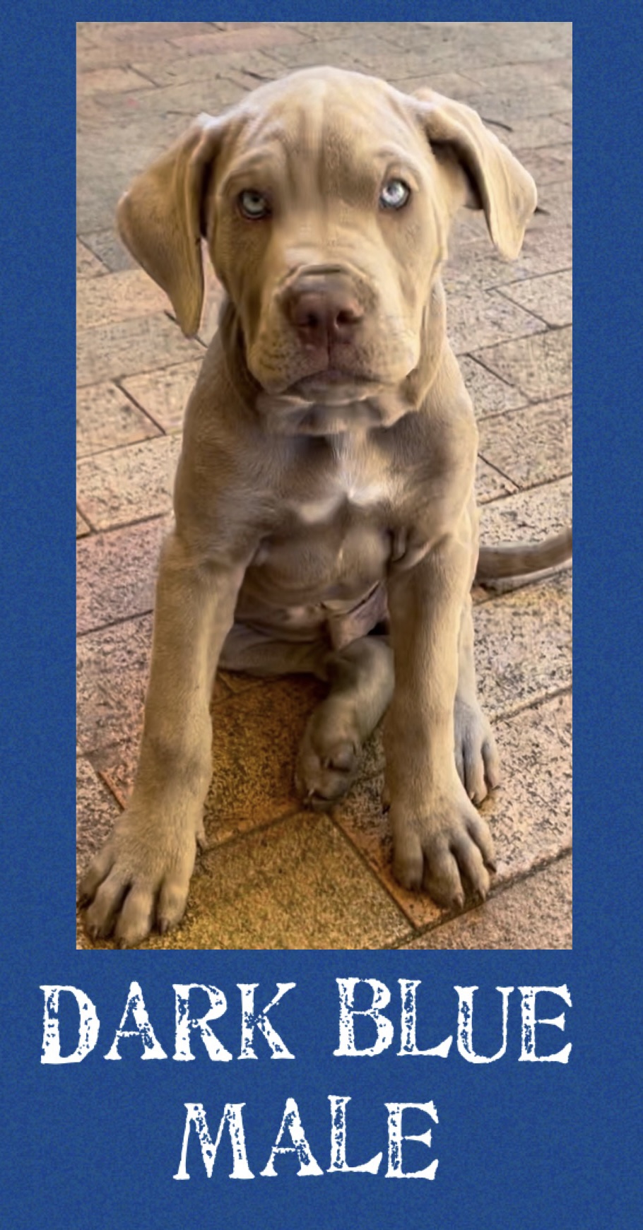 Neo mastiff Puppies- ready for forever home