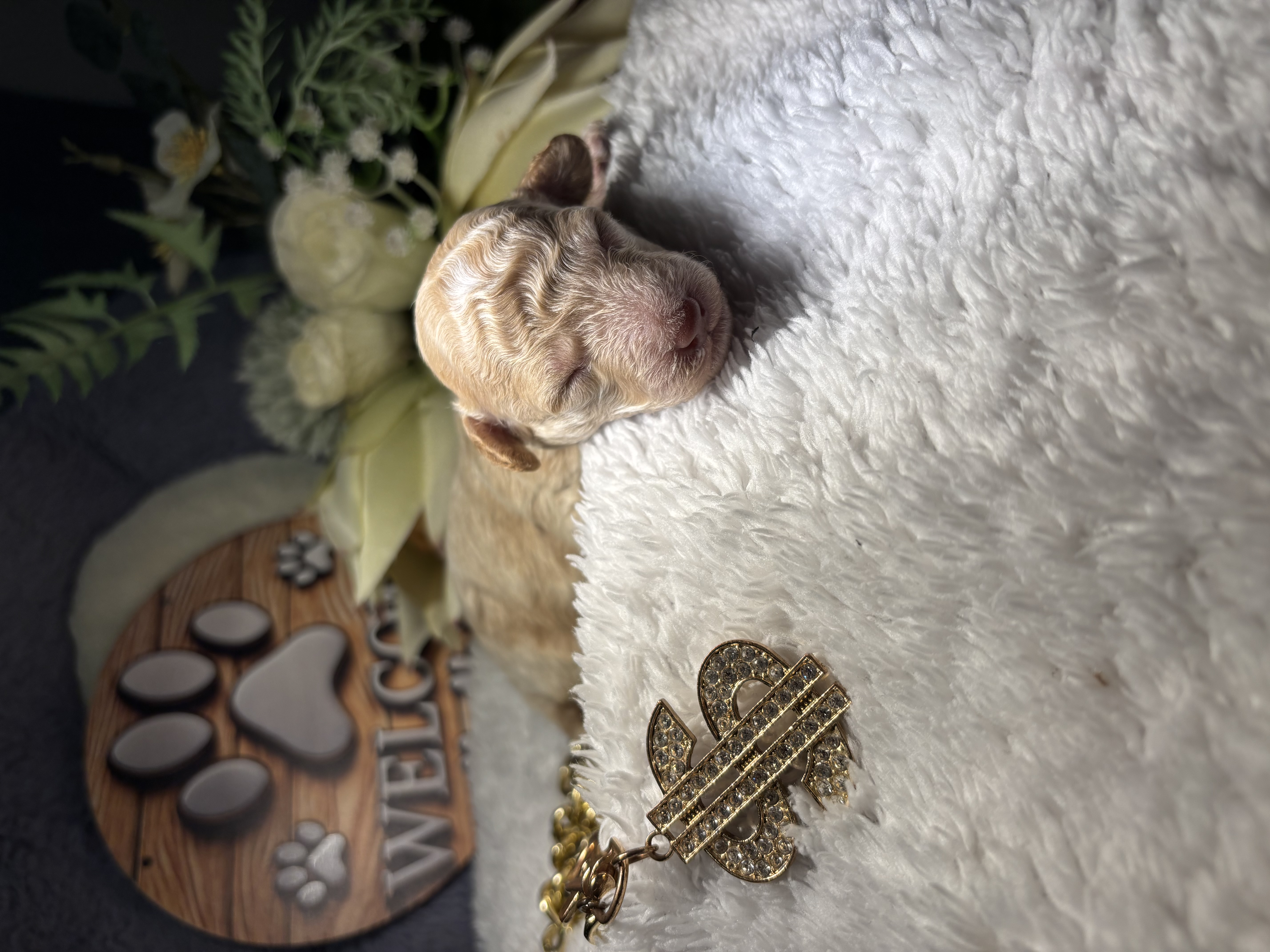 Dogs – Wollongong
