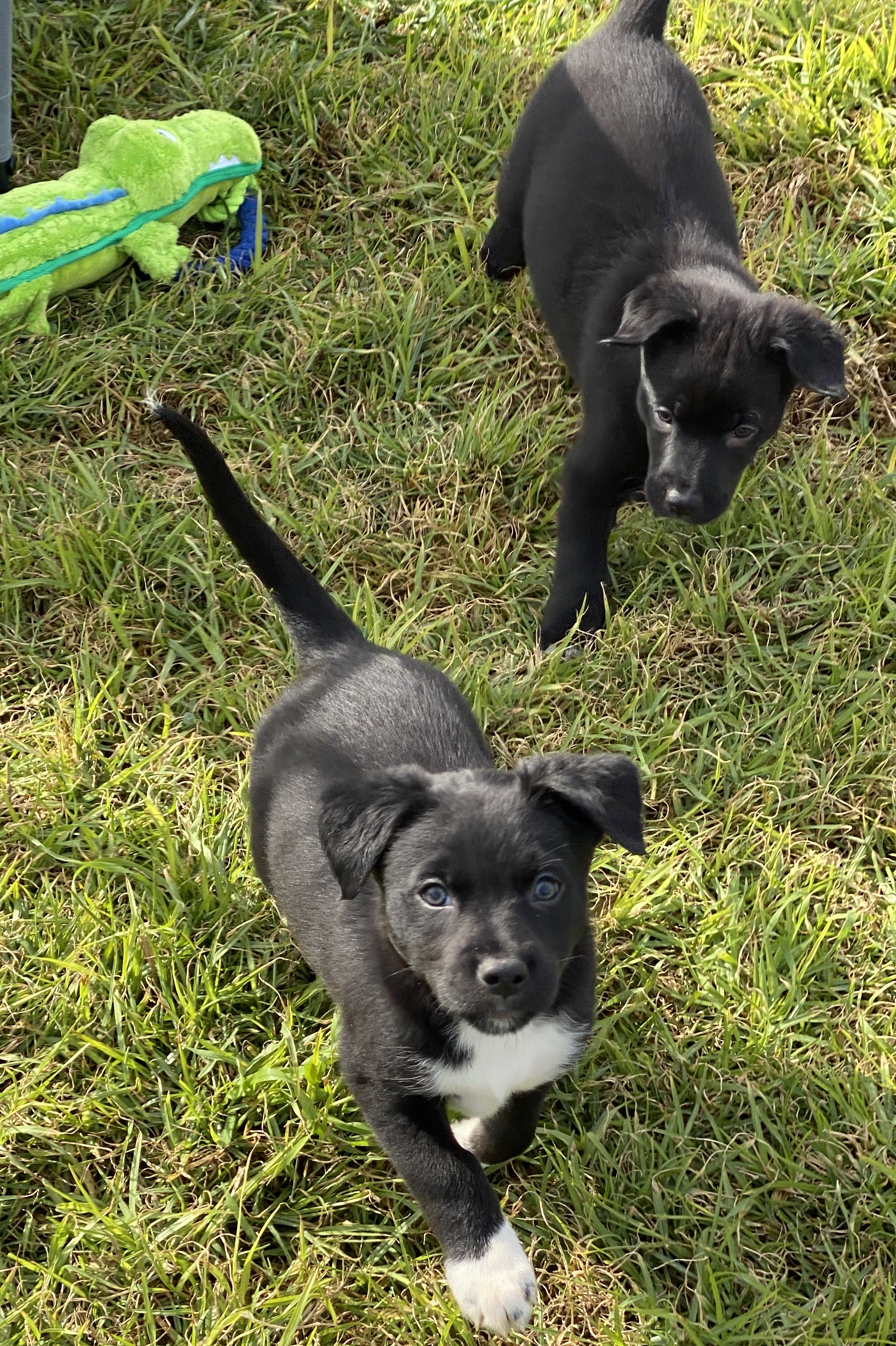 Border Collie Kelpie Cross Puppies For Sale