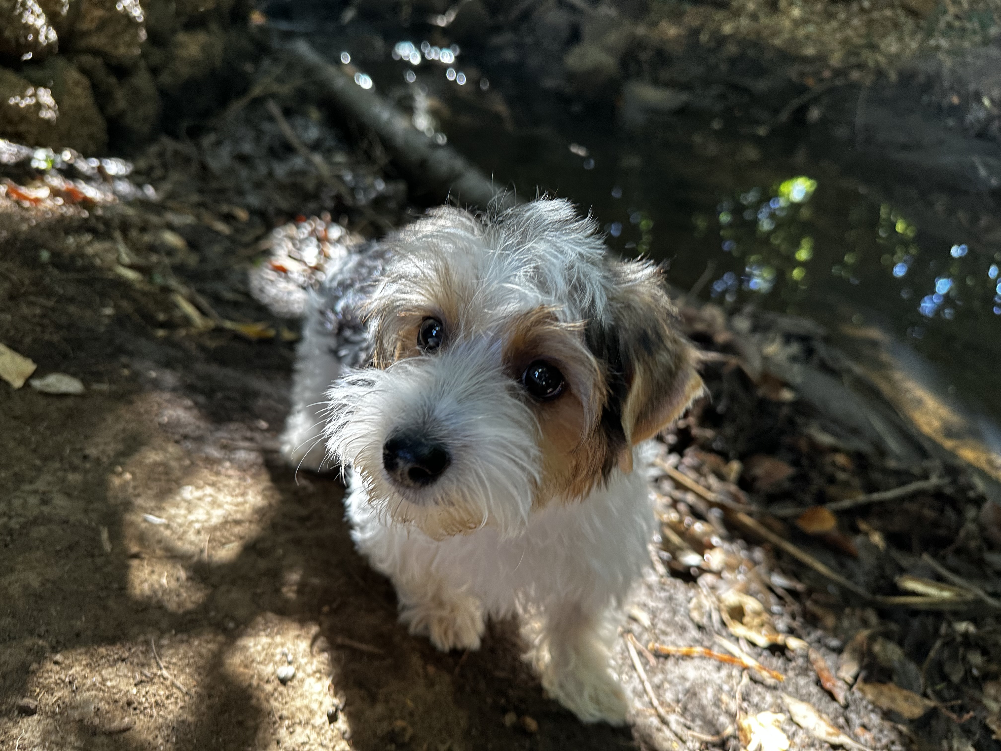 Yorkshire Terrier – Waroona