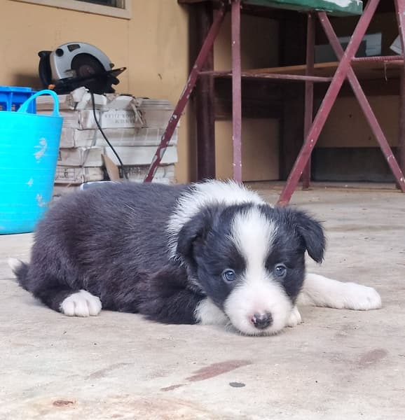 Border Collie – Yandina