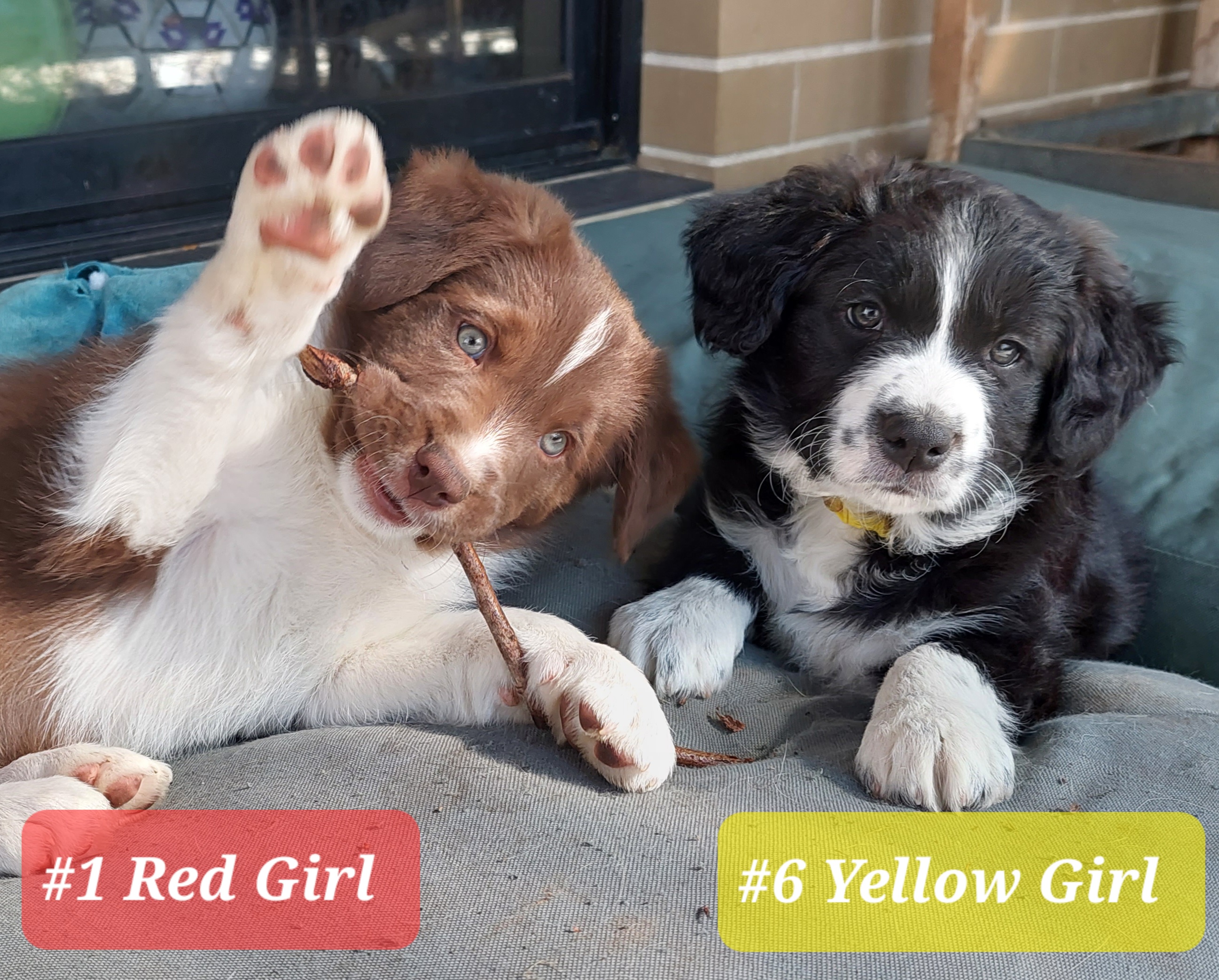 Springer Spaniel Border Collie Mix Puppies