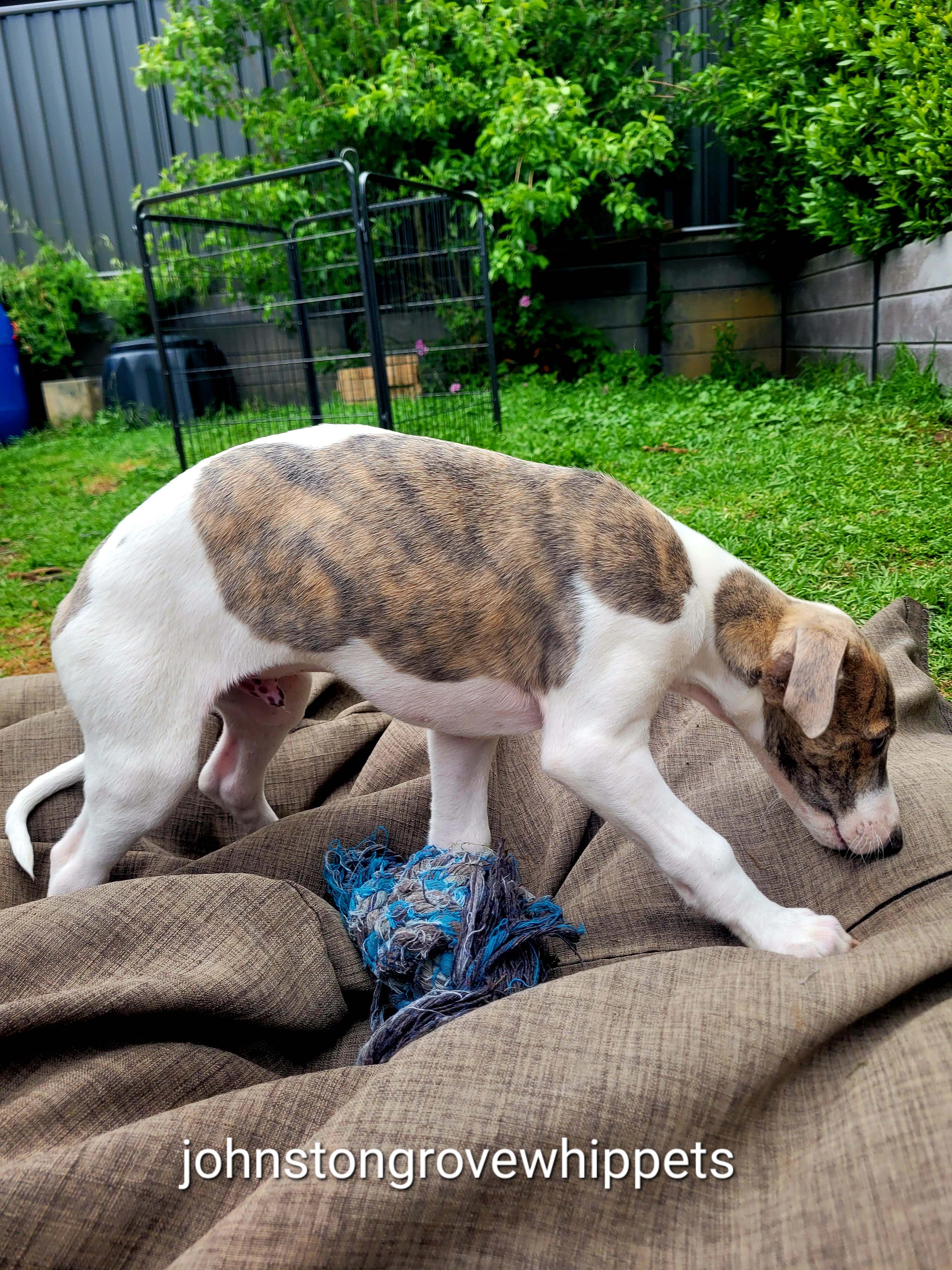 Whippet – Adelaide Hills