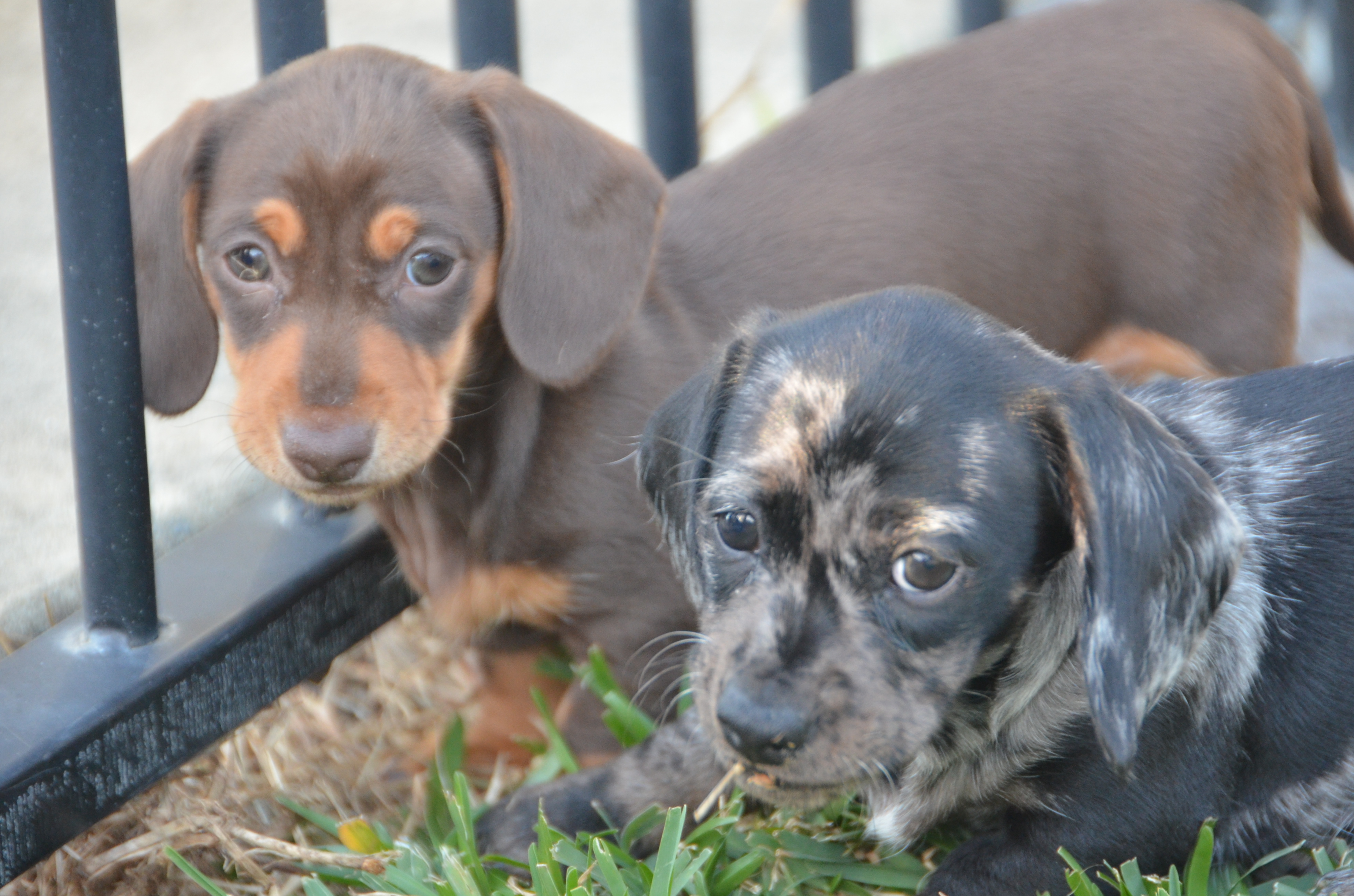Miniature Dachshund – Nowra