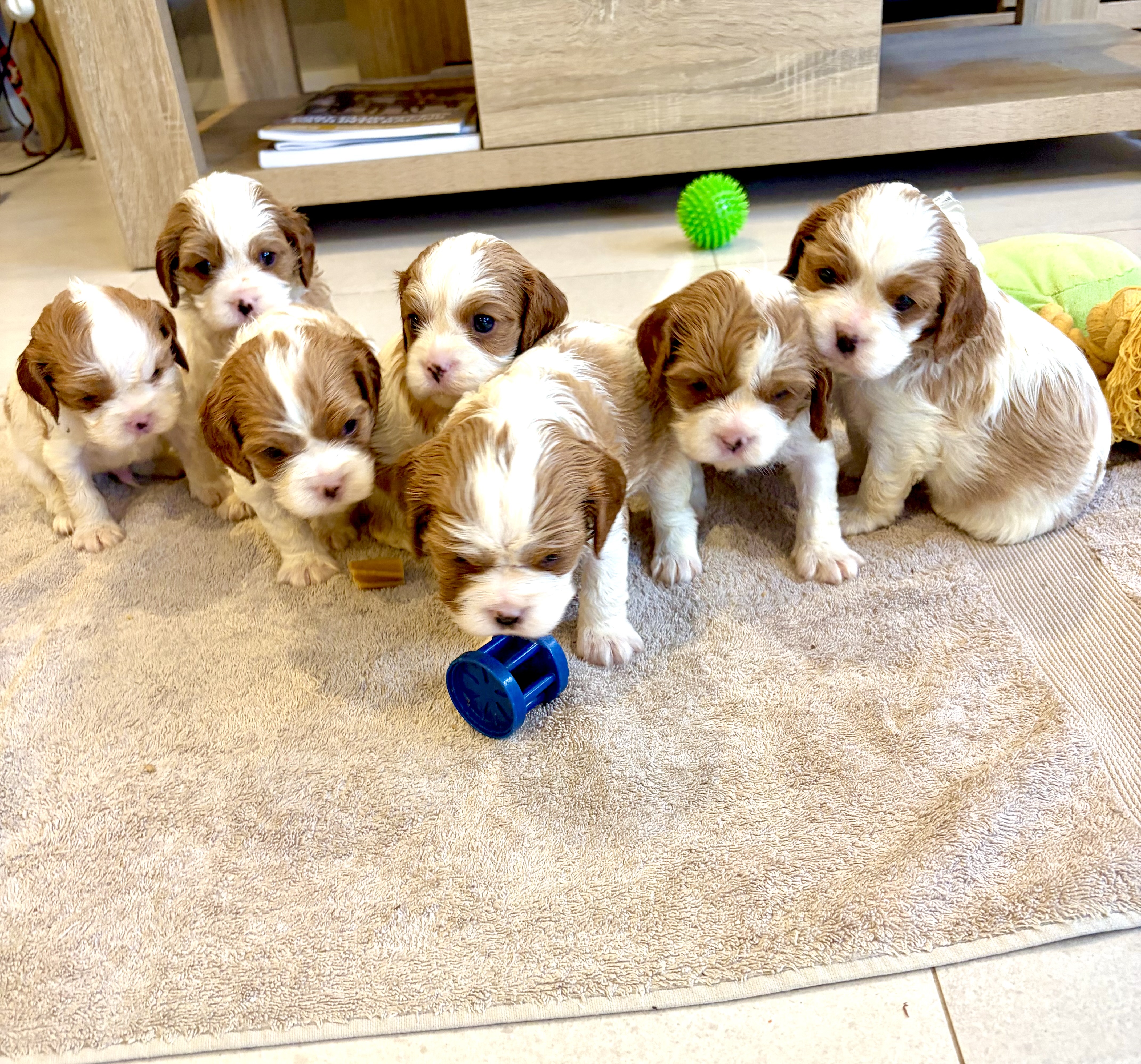 Cavalier King Charles Spaniel – Canberra