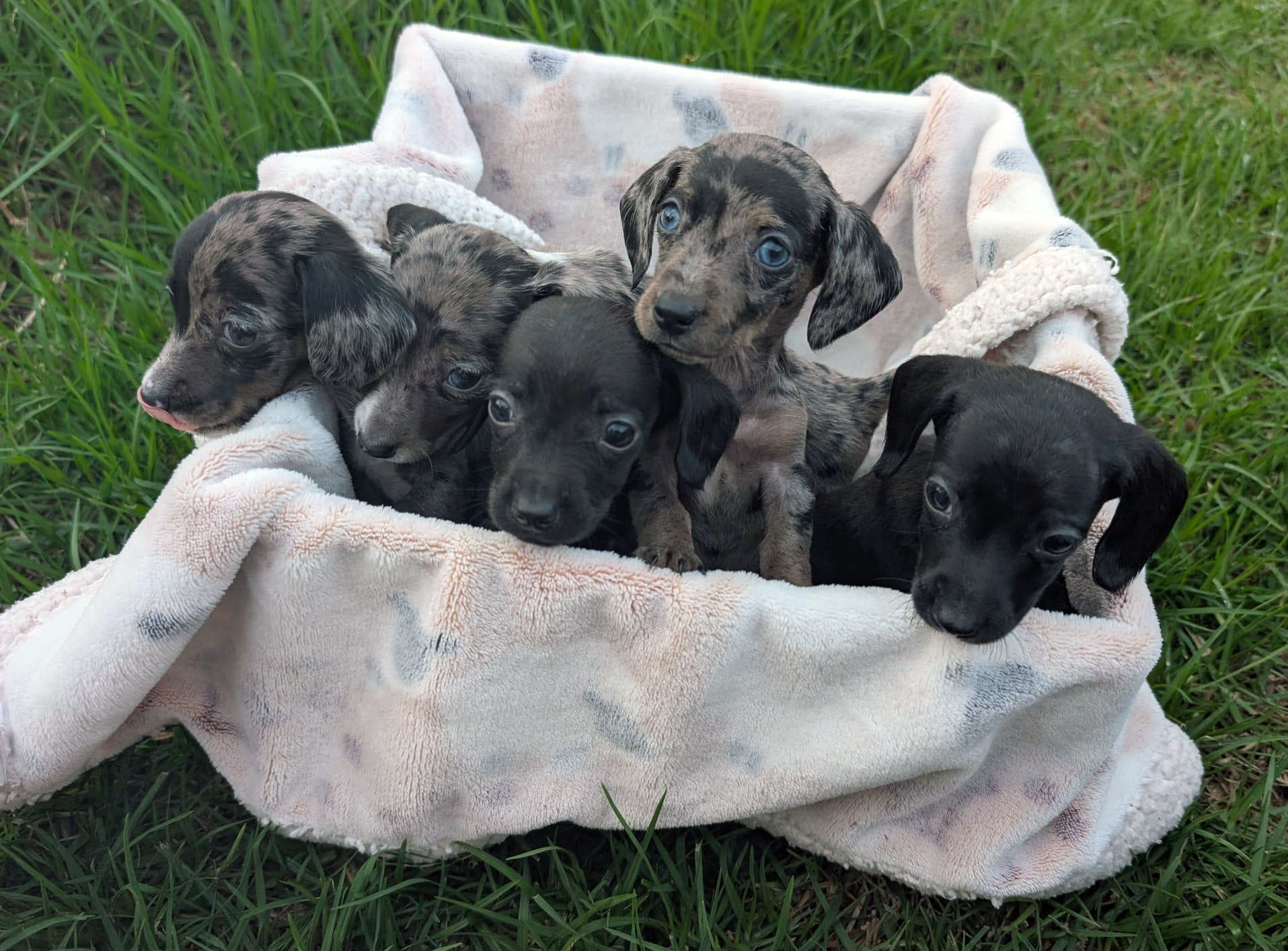 Dachshund – Bendigo
