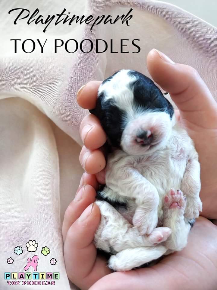 Toy Poodle – Eumungerie