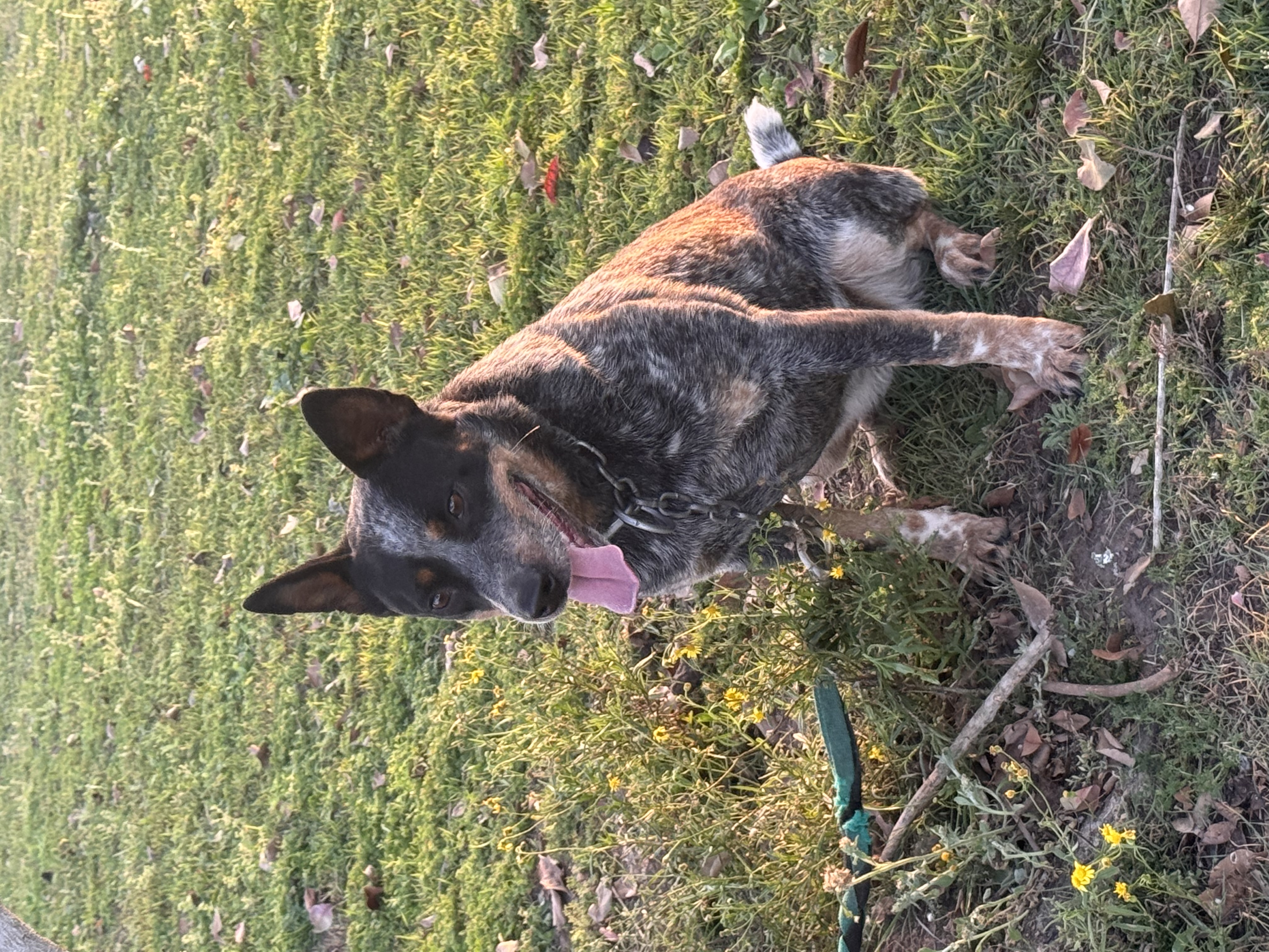 Australian Cattle Dog – Casino