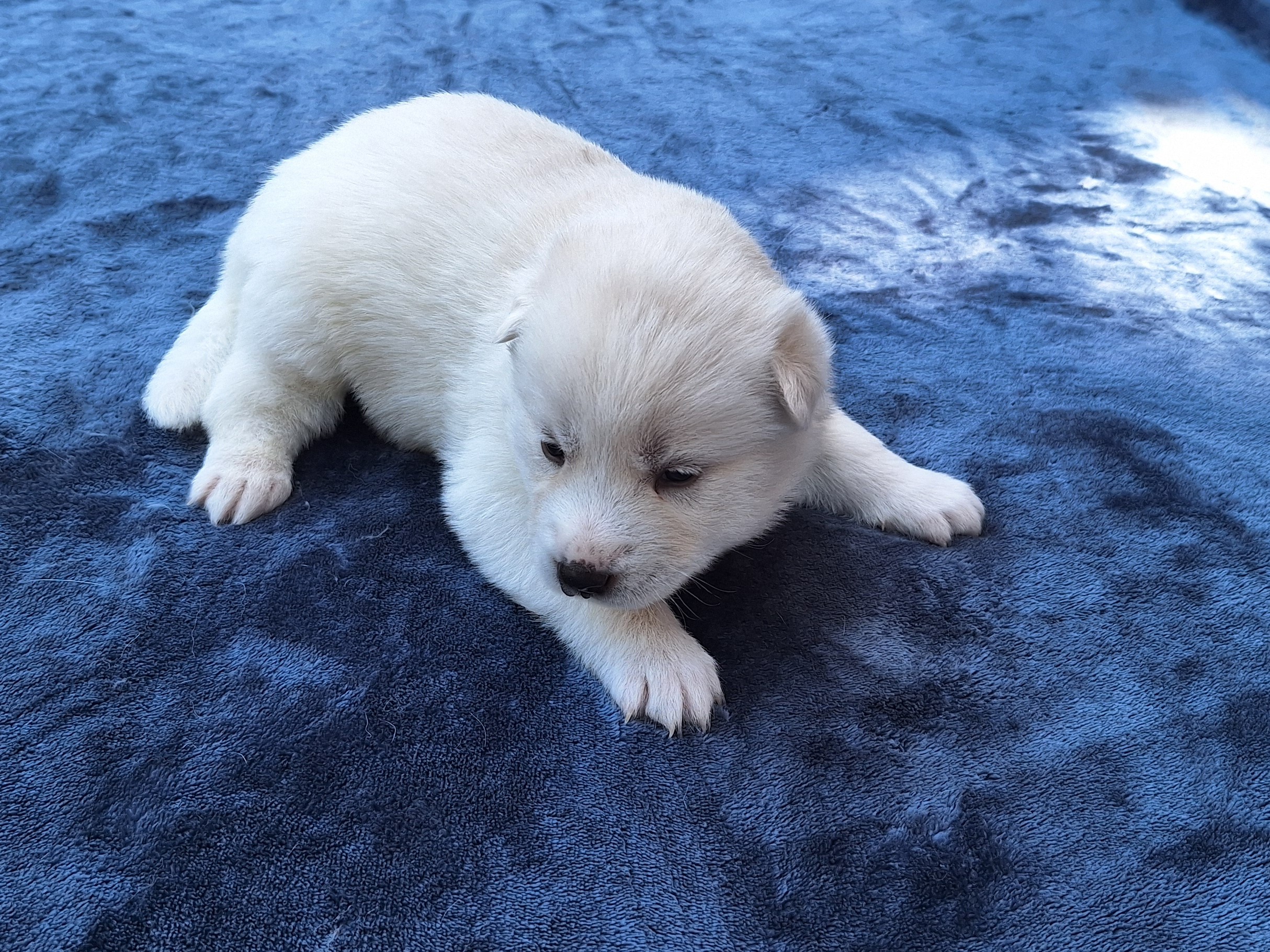 Husky – Ellalong