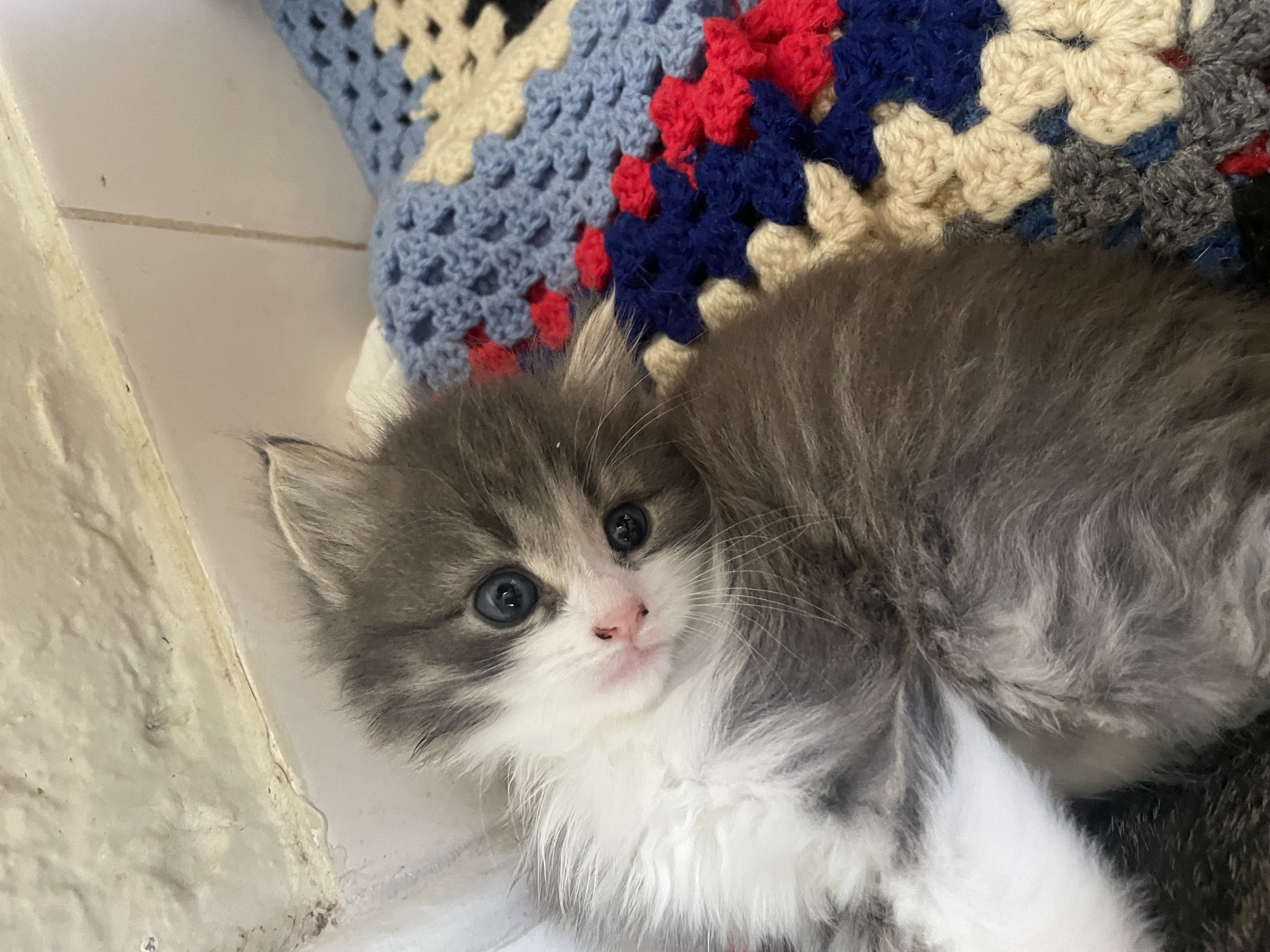 Ragdoll – Mount Gambier