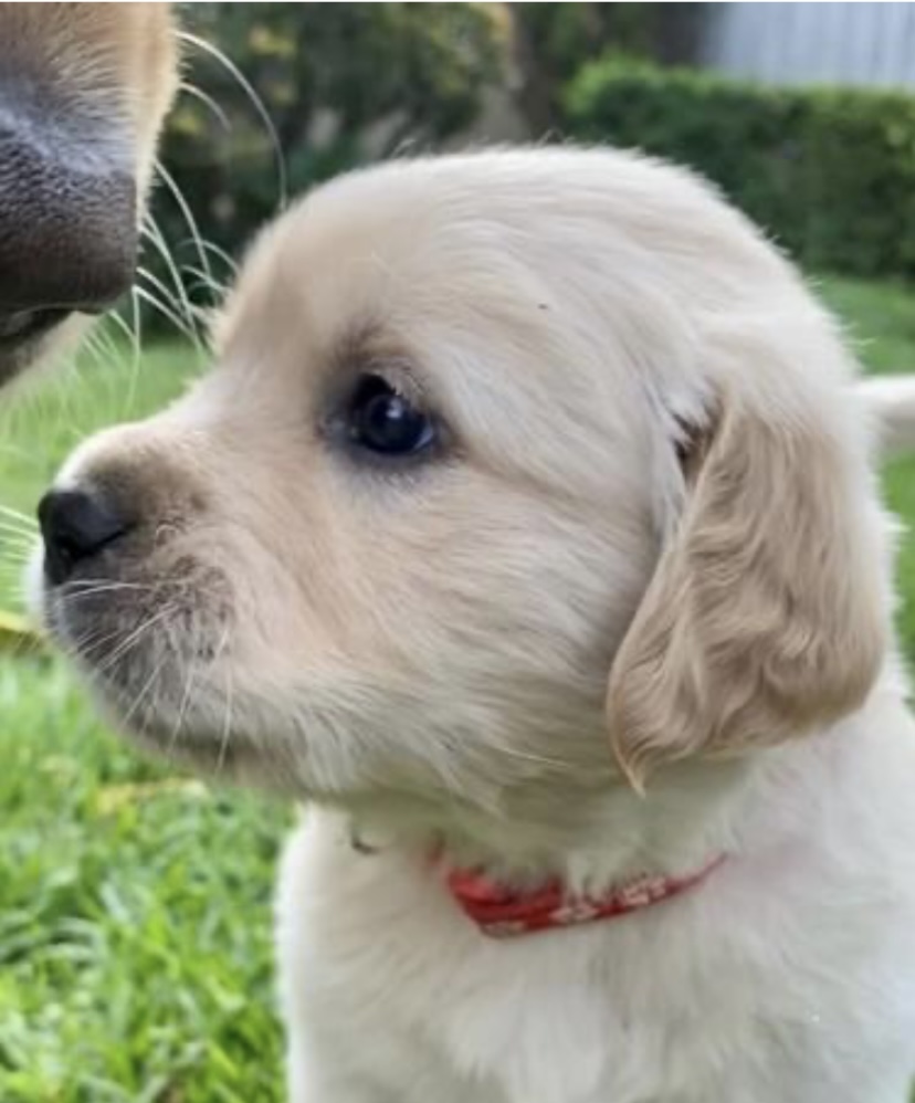 Golden Retriever – Mornington