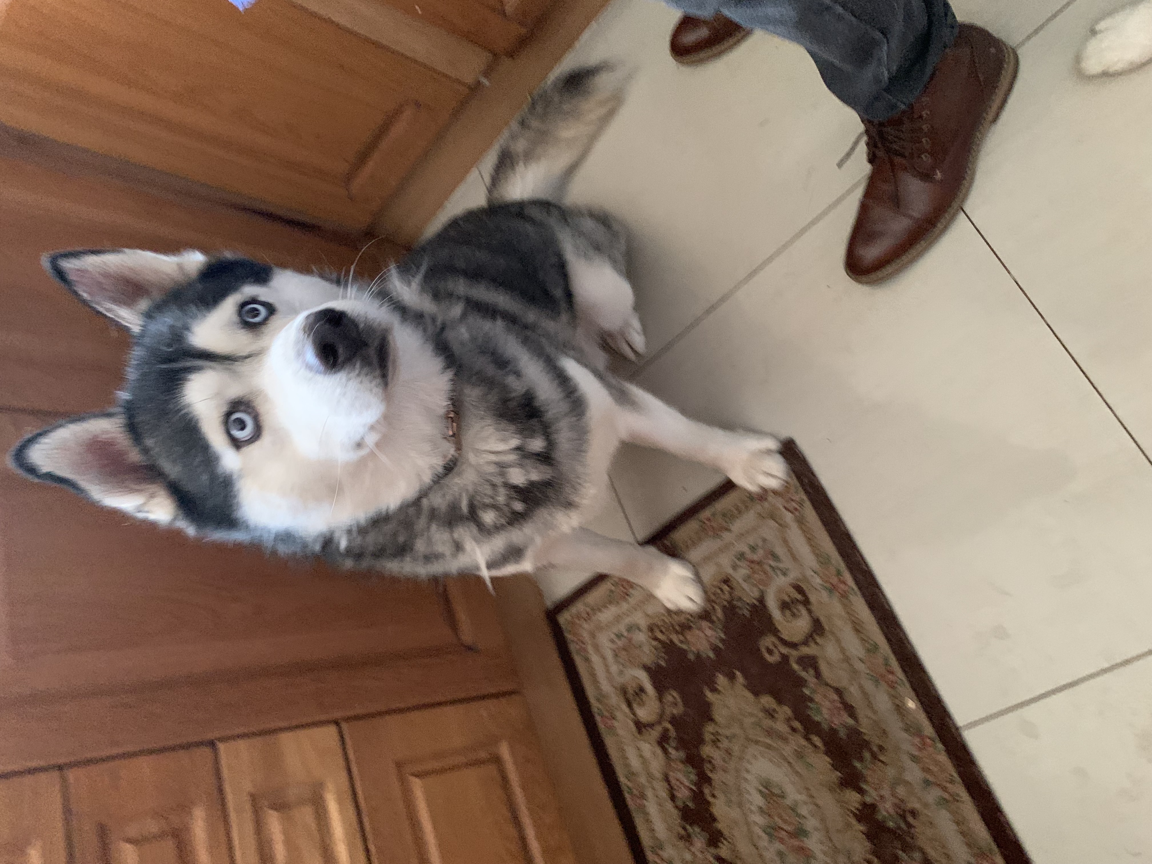 Husky – Newcastle