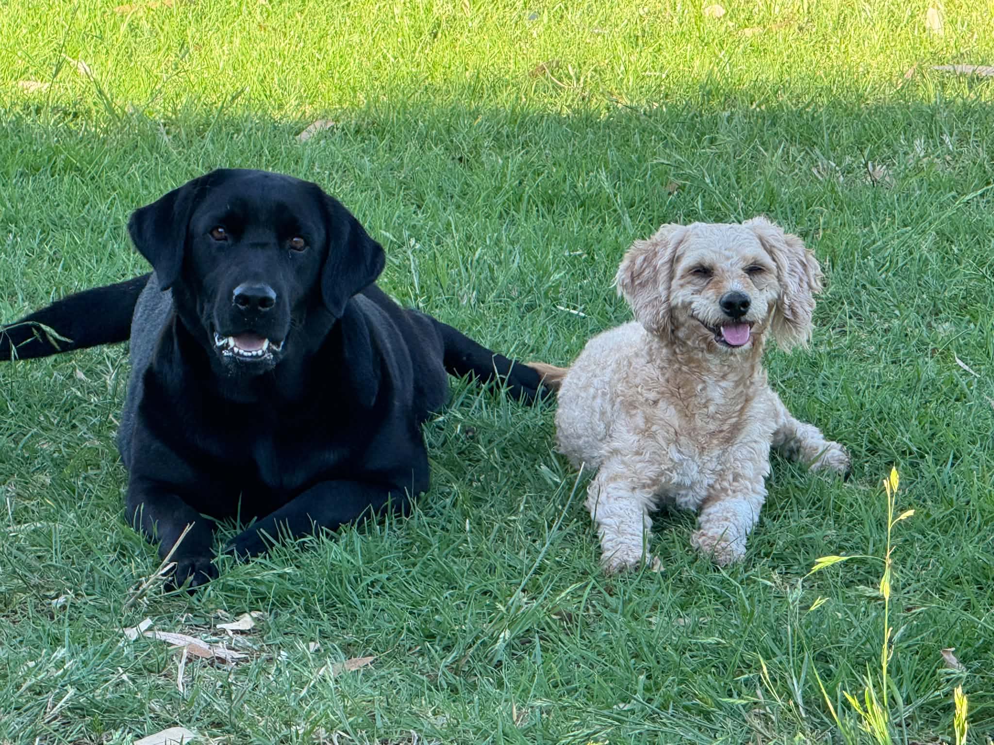 Dogs – Amanda