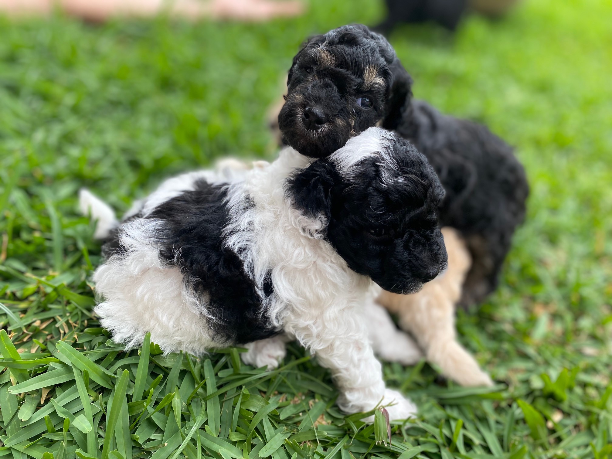 Toy Poodle - South Mackay