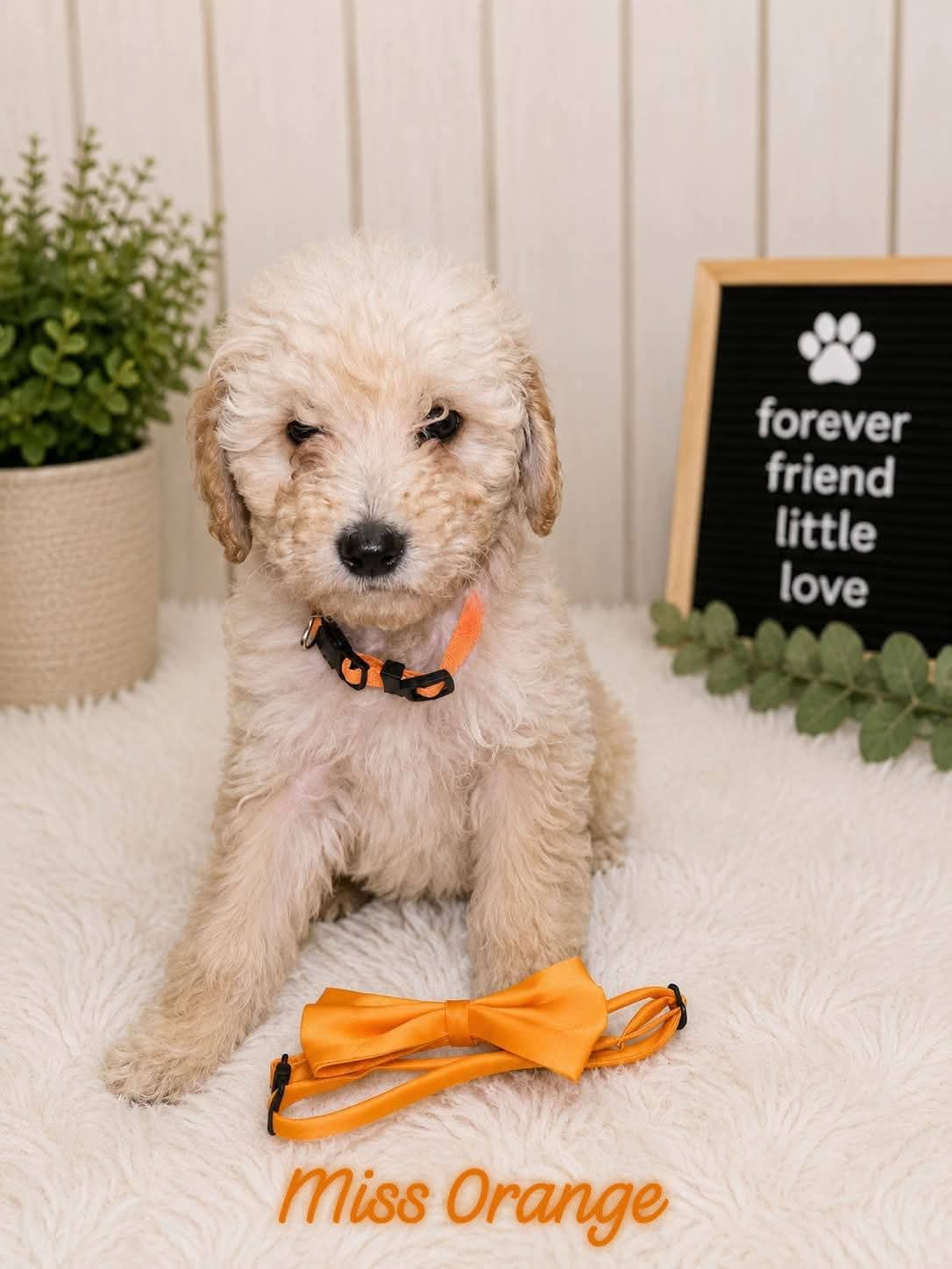 Labradoodle – Penrith