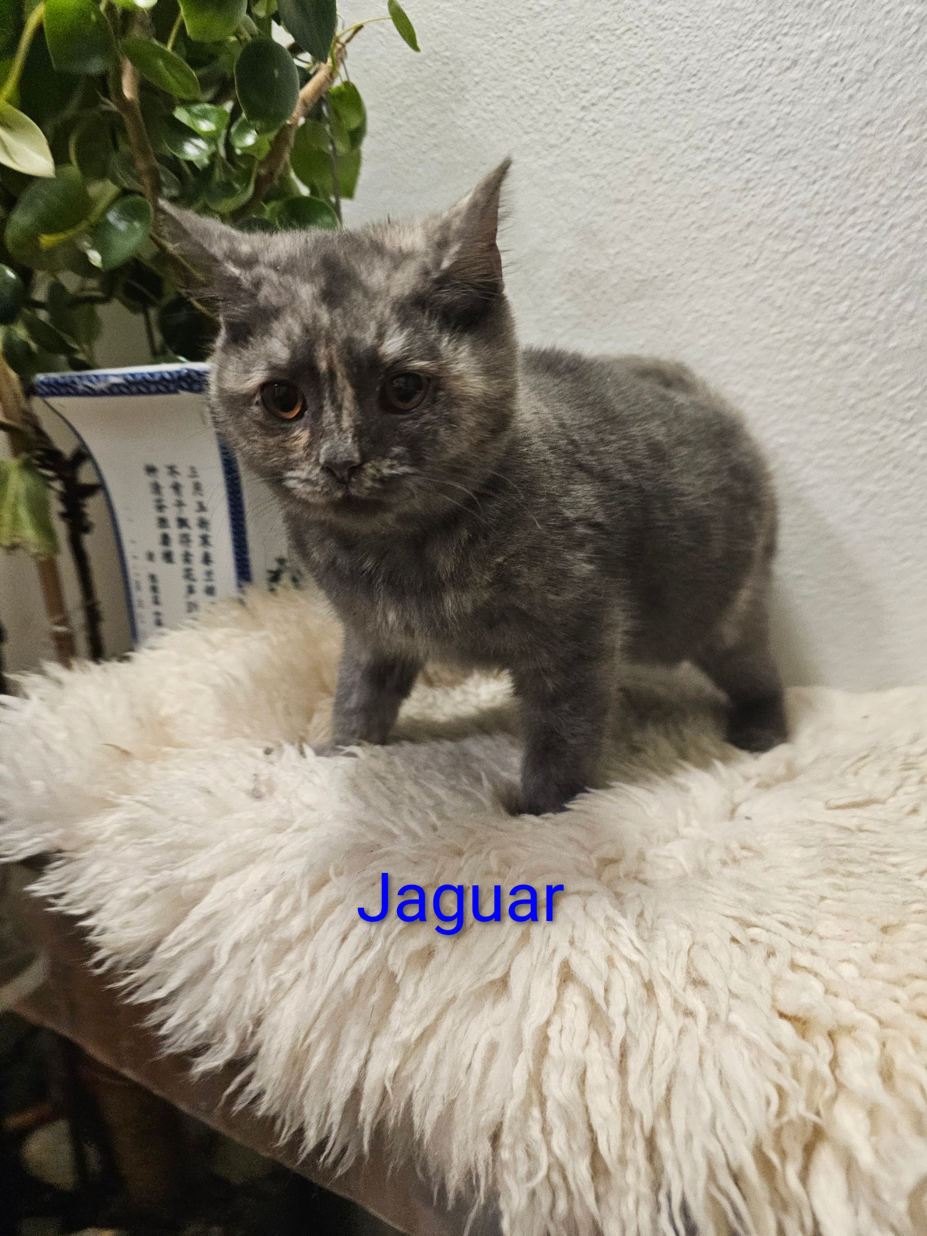 British Shorthair – Fitzroy