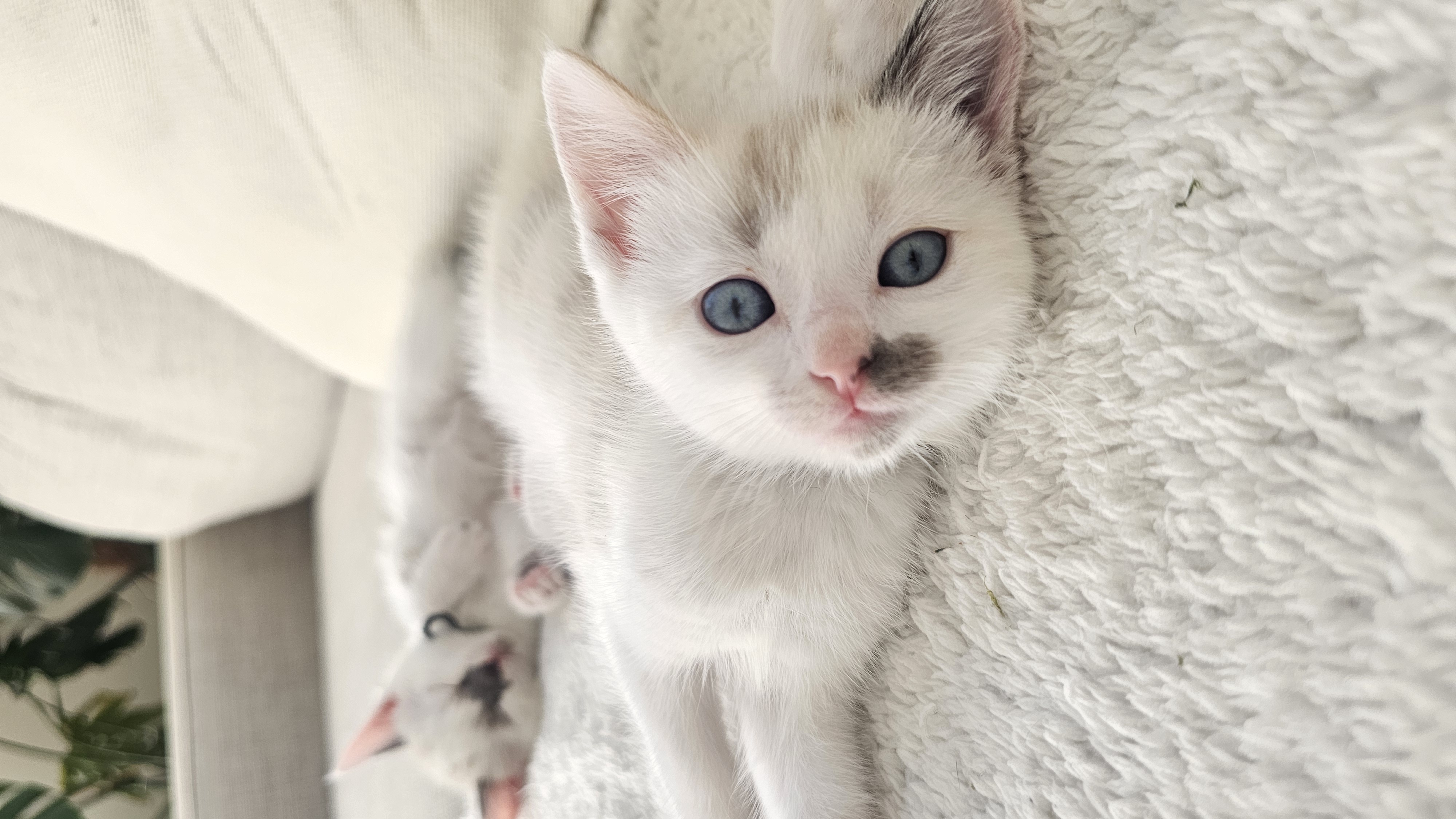 Ragdoll – Thomastown