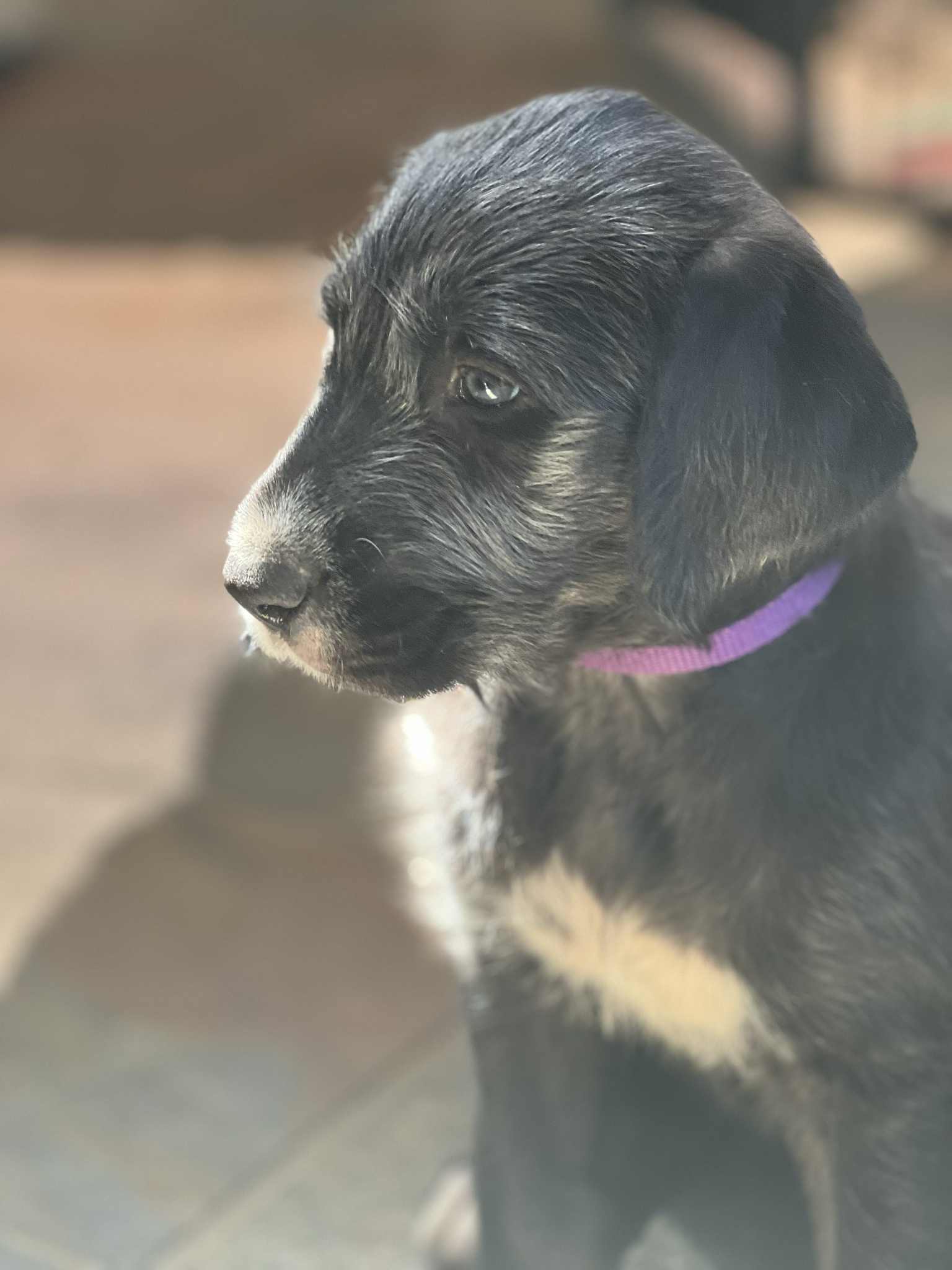 Irish Wolfhound – Wirlinga