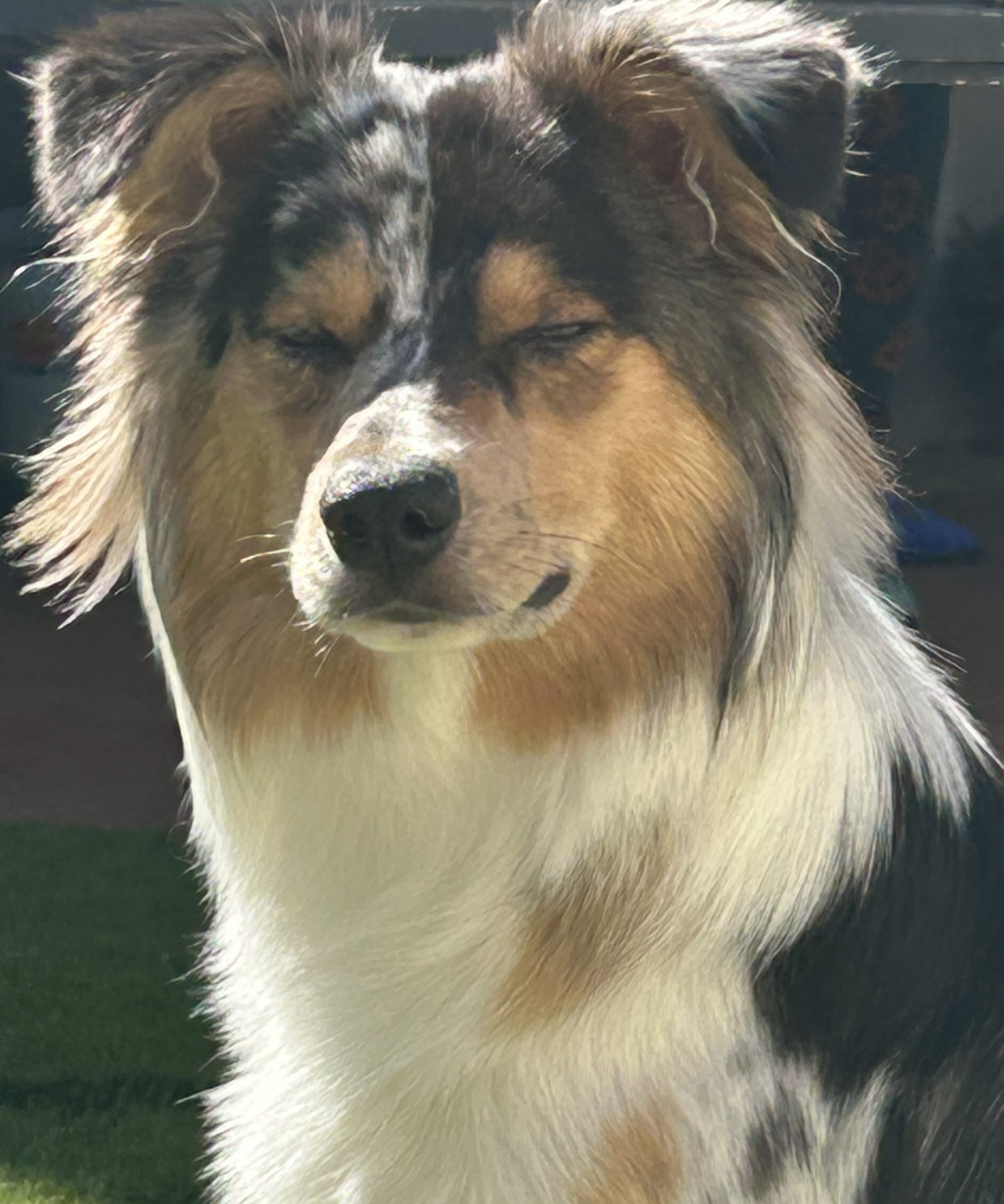 Border Collie – Perth