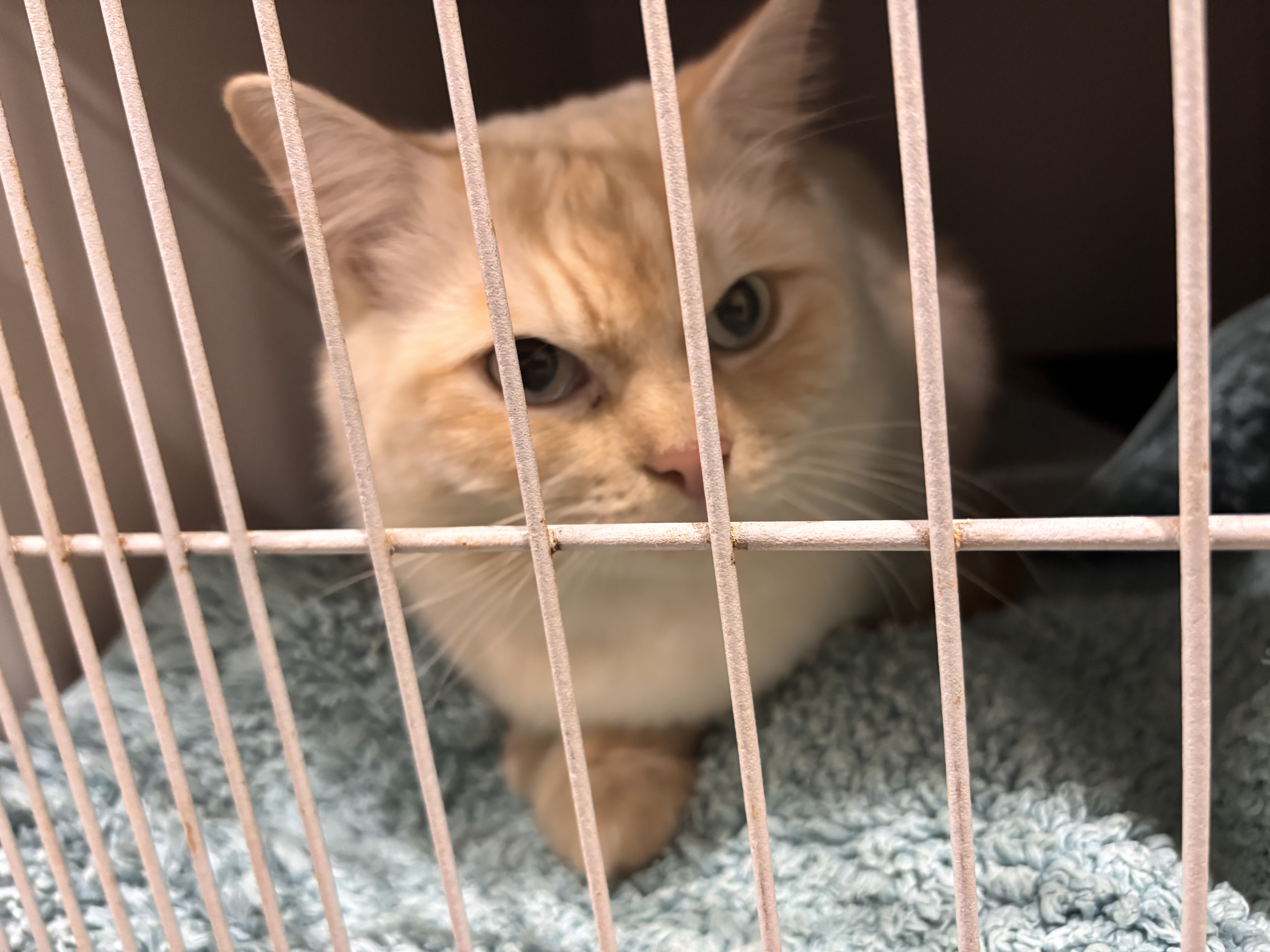 Domestic Medium Hair (DMH) – Hillcrest