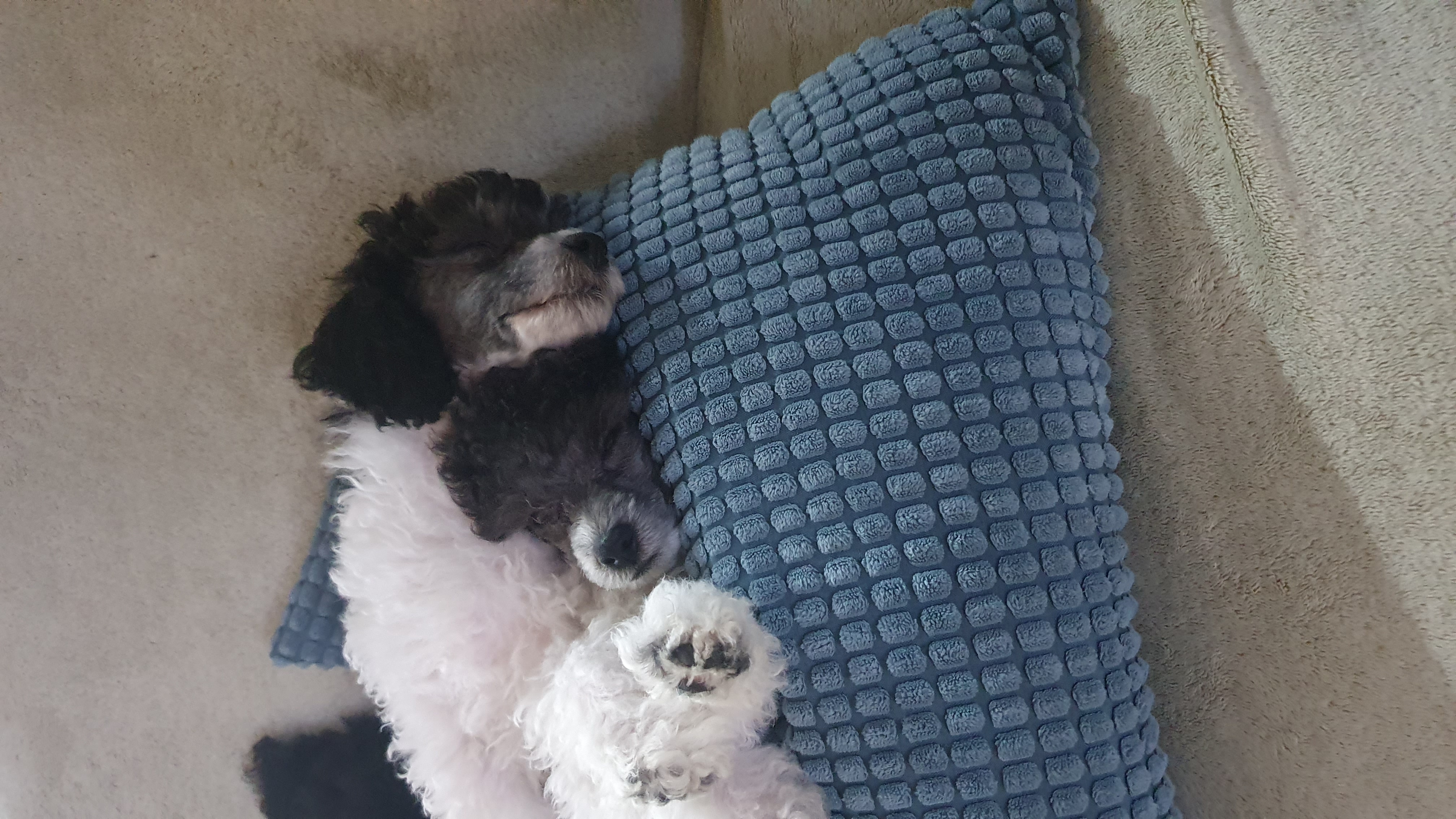 Poodle Mini – Charlestown