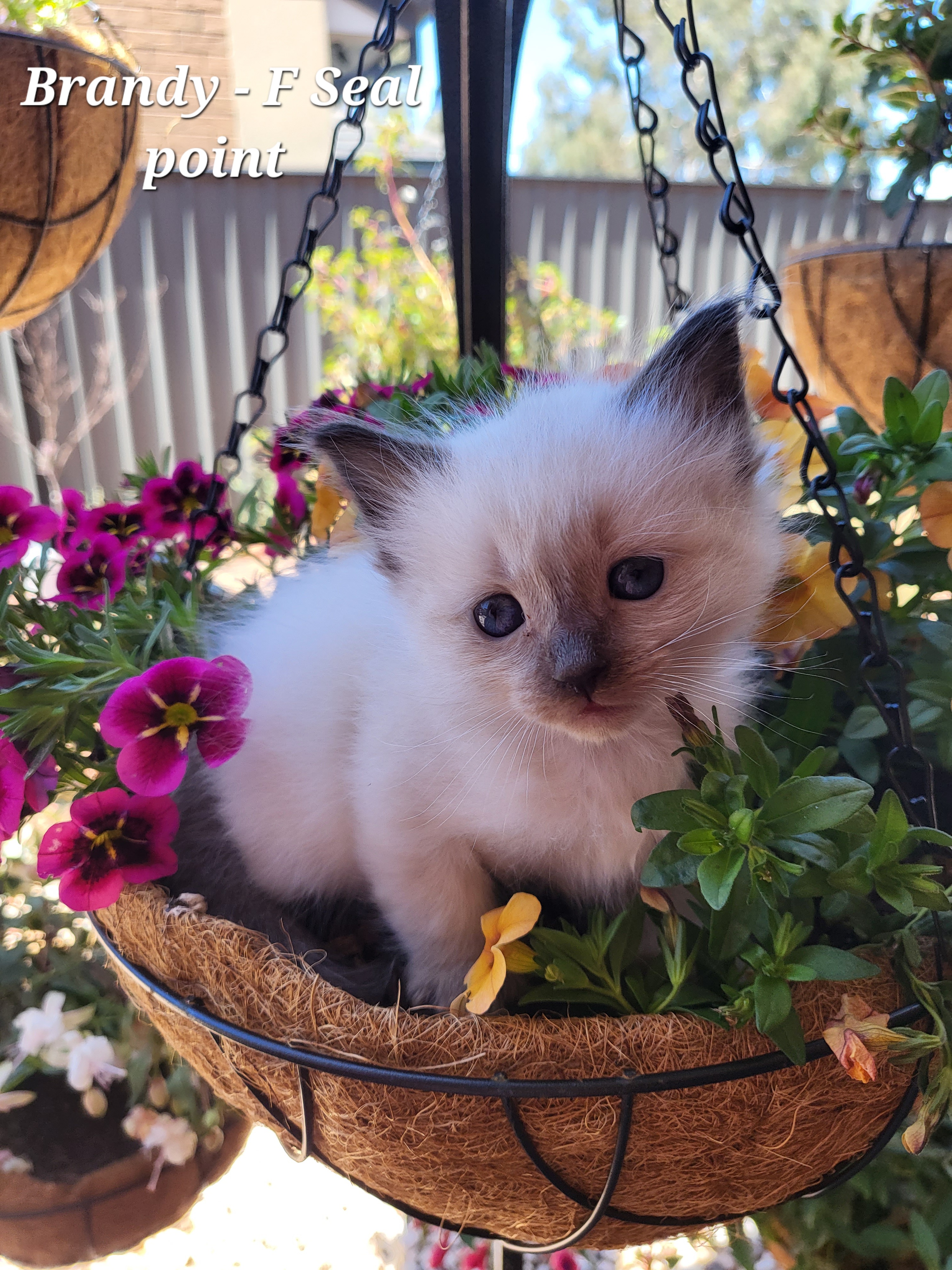 Ragdoll Kittens – Mernda