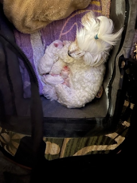 Maltese – Andriana Asprov