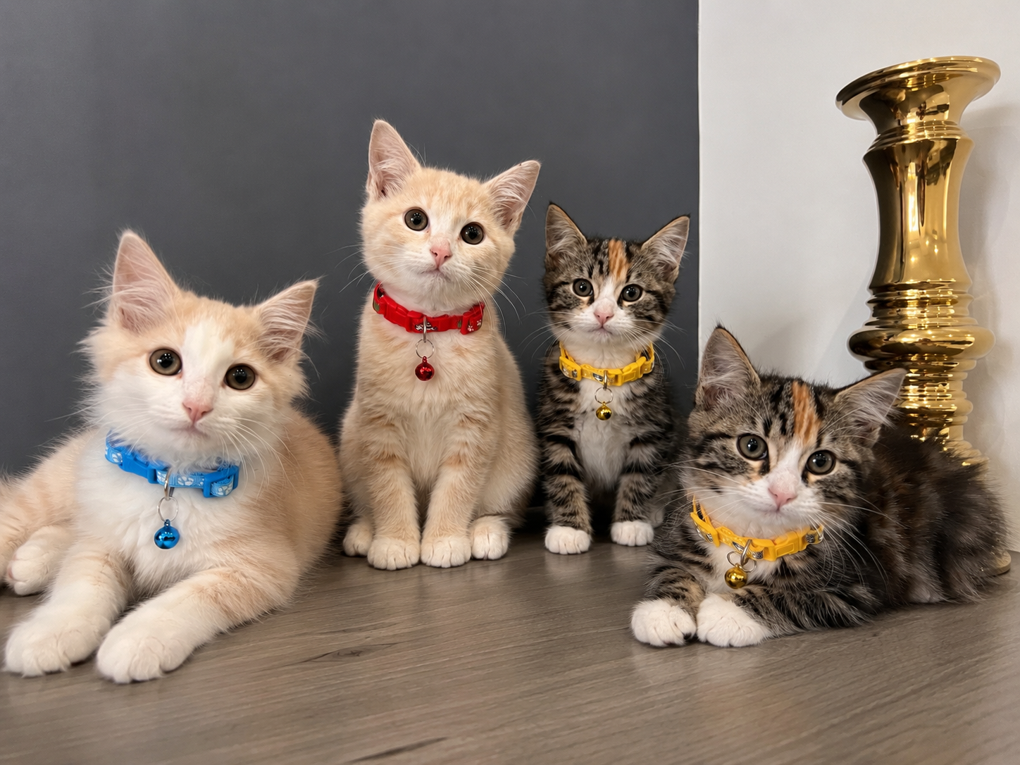 Domestic Short Hair (DSH) – Epping